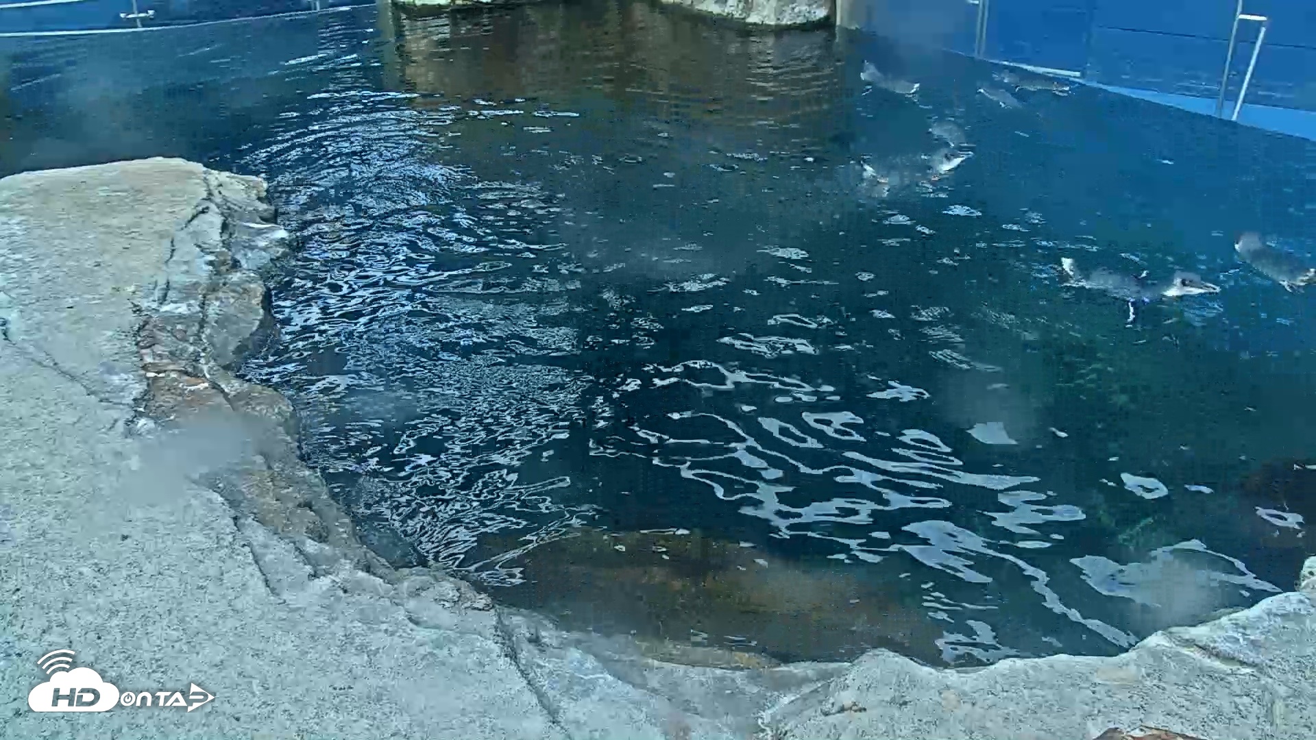 Snapshot of Birch Aquarium Penguin Exhibit Live Webcam taken Sep 22, 2026, 8:08am PDT