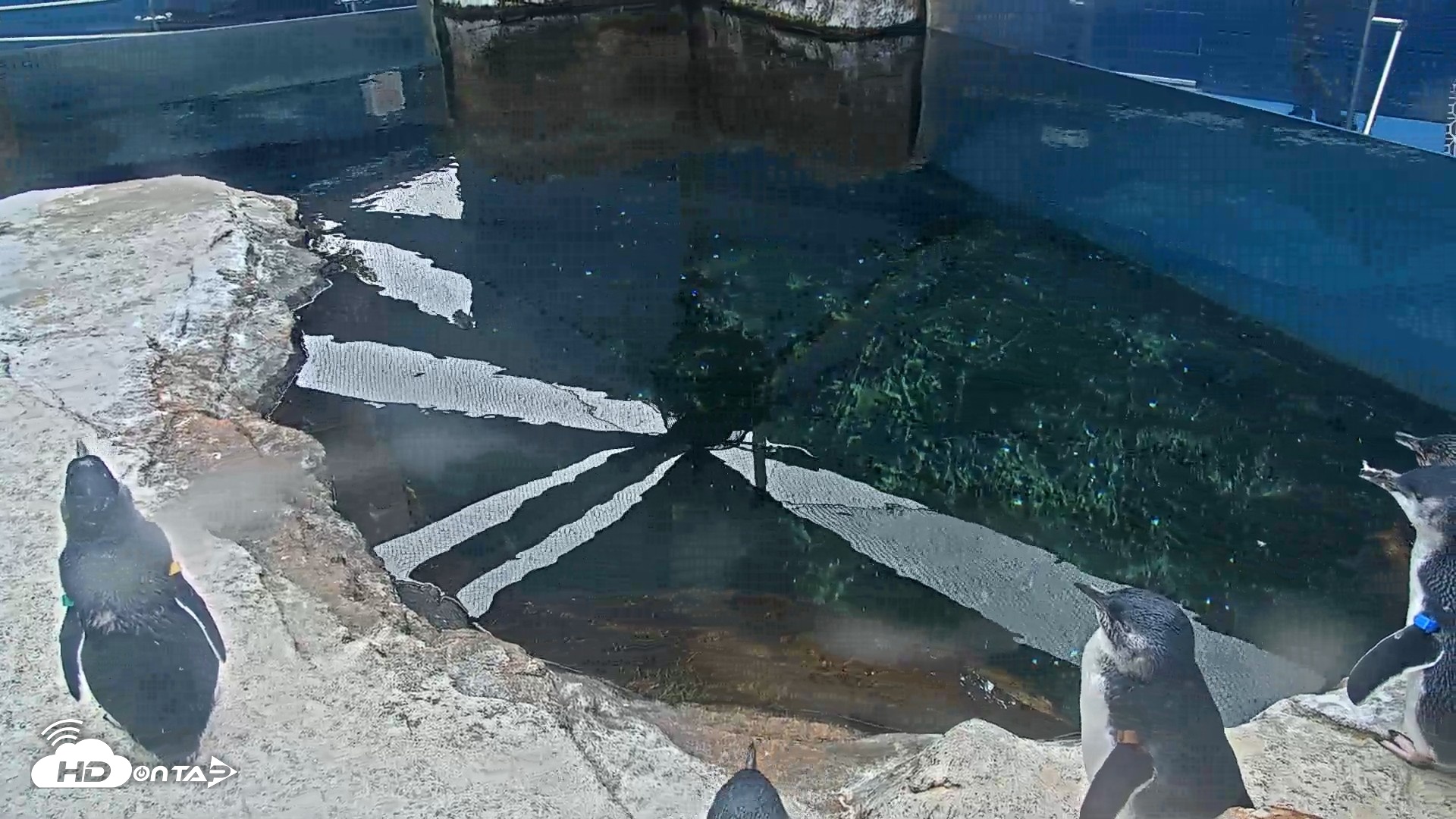 Snapshot of Birch Aquarium Penguin Exhibit Live Webcam taken Aug 27, 2026, 3:01pm PDT