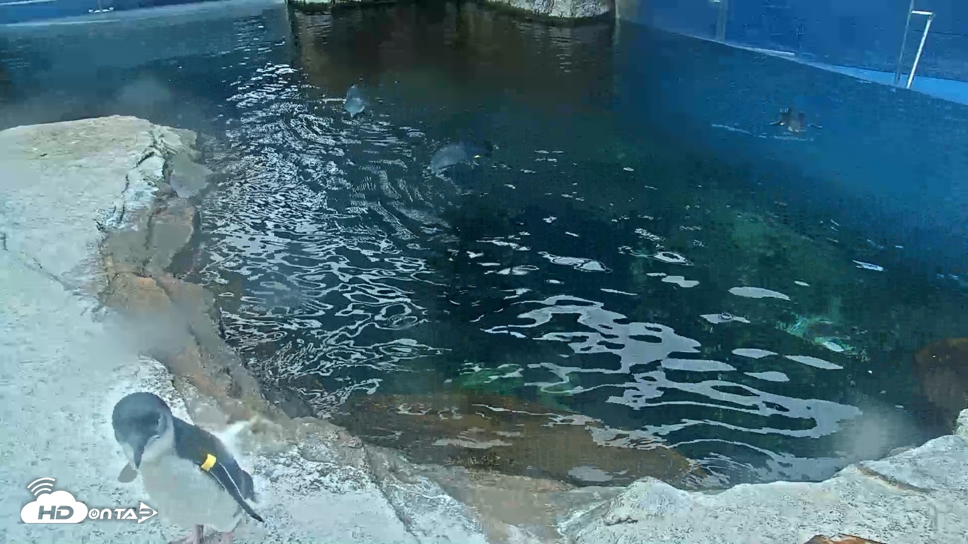 Snapshot of Birch Aquarium Penguin Exhibit Live Webcam taken Oct 8, 2026, 8:59am PDT