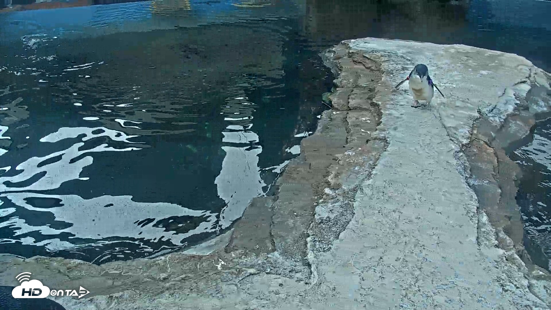 Snapshot of Birch Aquarium Penguin Exhibit Live Webcam taken Oct 1, 2026, 9:28am PDT