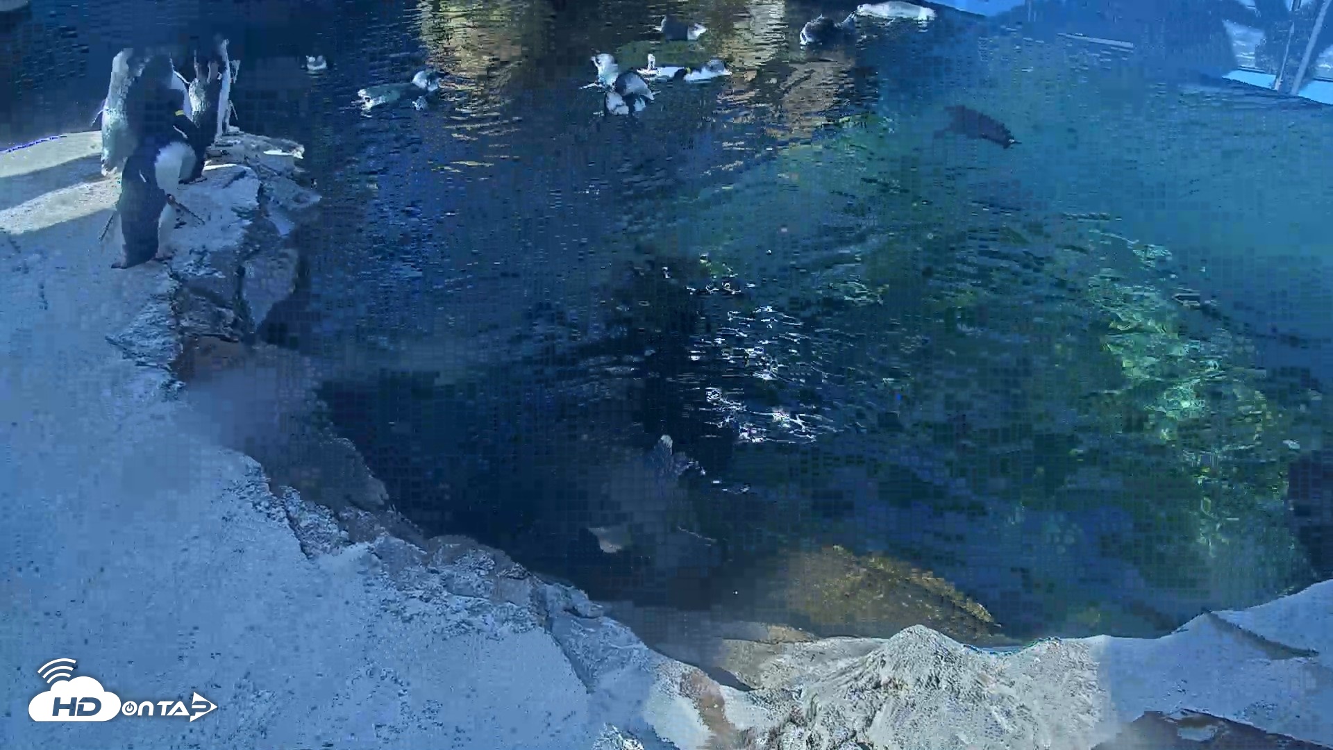 Snapshot of Birch Aquarium Penguin Exhibit Live Webcam taken Oct 5, 2026, 9:26am PDT