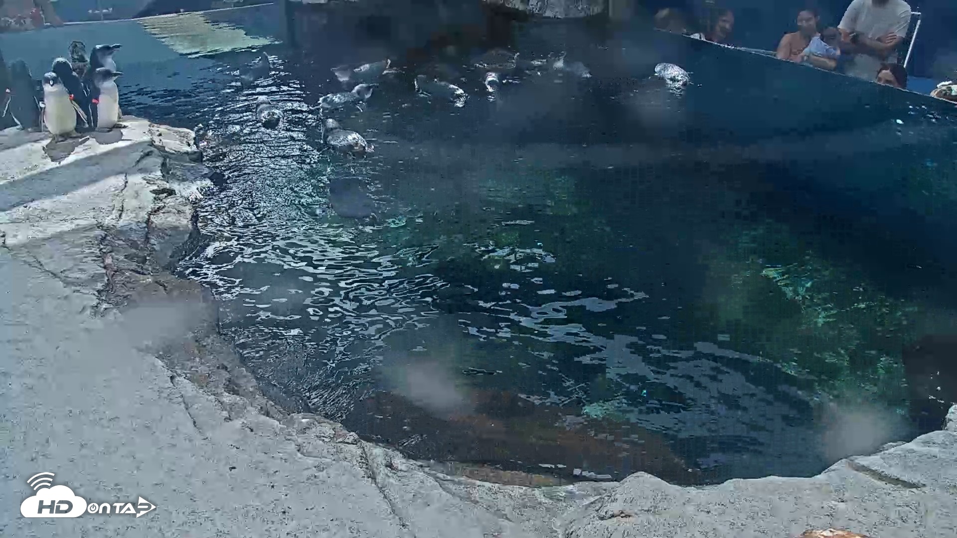 Snapshot of Birch Aquarium Penguin Exhibit Live Webcam taken Sep 26, 2026, 2:24pm PDT