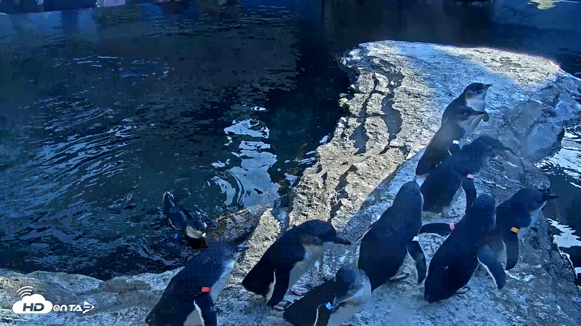 Snapshot of Birch Aquarium Penguin Exhibit Live Webcam taken Nov 30, 2025, 2:59pm PST