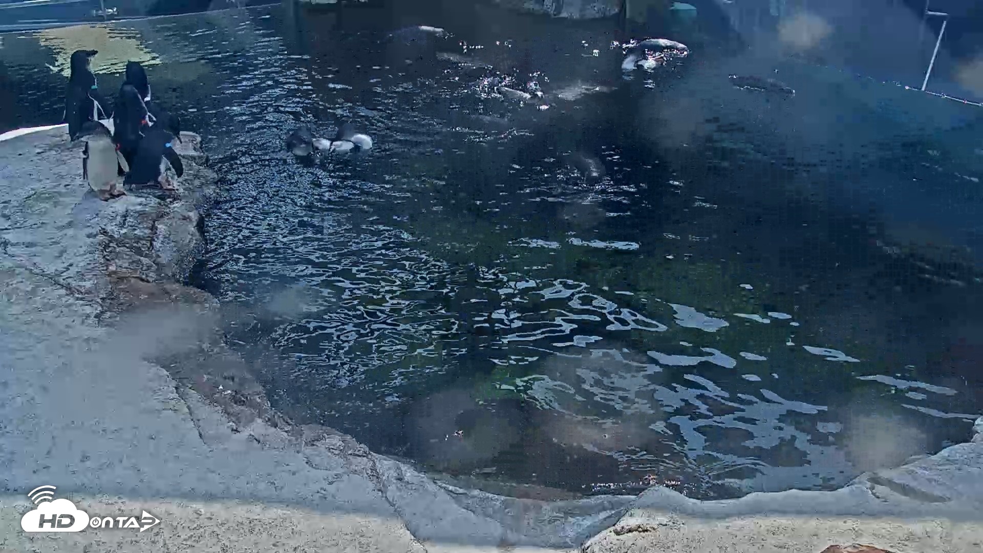 Snapshot of Birch Aquarium Penguin Exhibit Live Webcam taken Aug 10, 2026, 3:20pm PDT