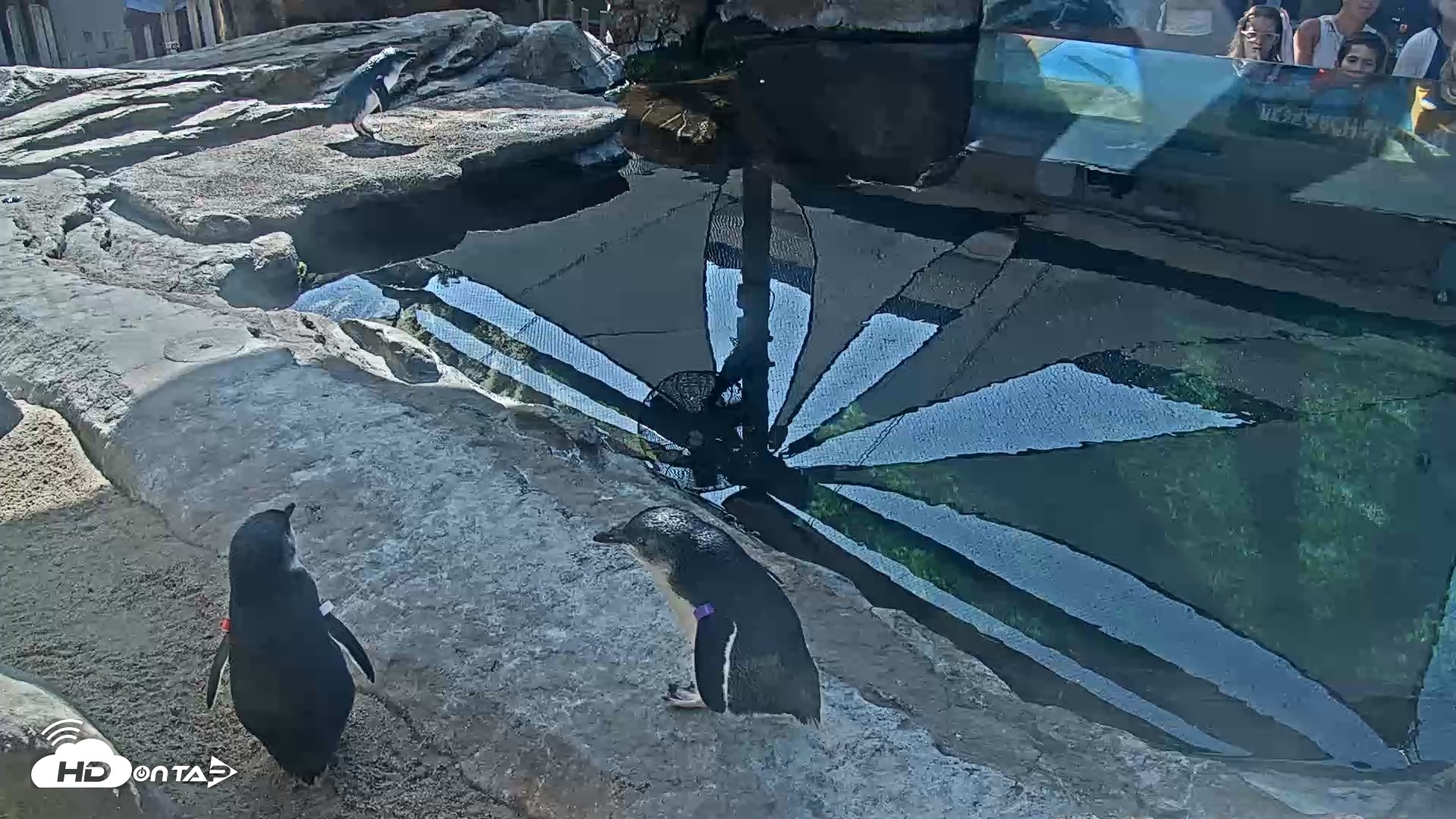 Snapshot of Birch Aquarium Penguin Exhibit Live Webcam taken Sep 25, 2026, 10:10am PDT