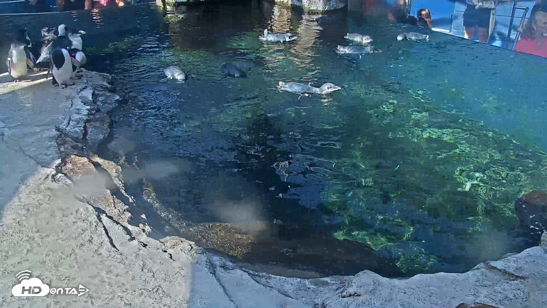 Snapshot of Birch Aquarium Penguin Exhibit Live Webcam taken Sep 25, 2026, 9:57am PDT