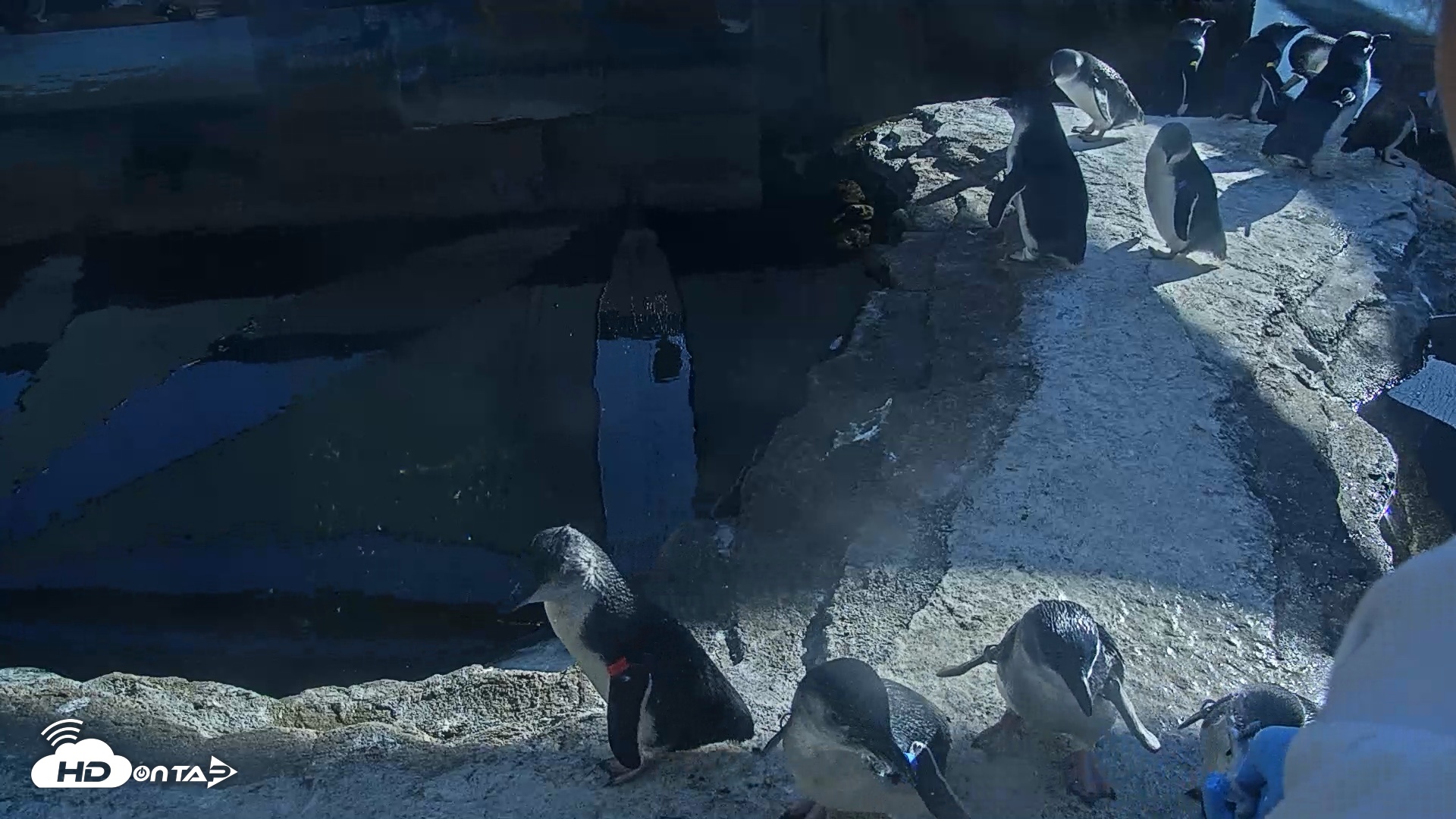 Snapshot of Birch Aquarium Penguin Exhibit Live Webcam taken Oct 26, 2026, 3:37pm PDT