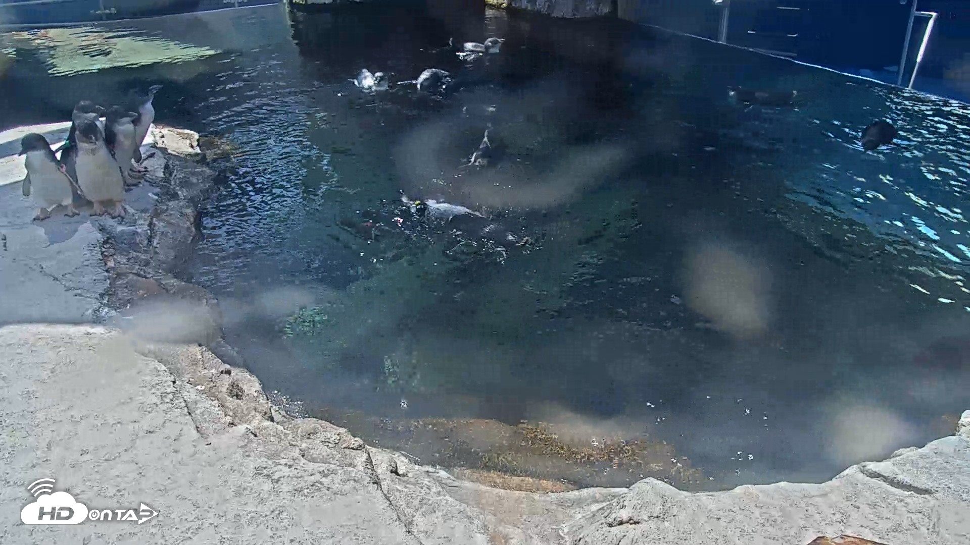 Snapshot of Birch Aquarium Penguin Exhibit Live Webcam taken Sep 11, 2026, 1:39pm PDT