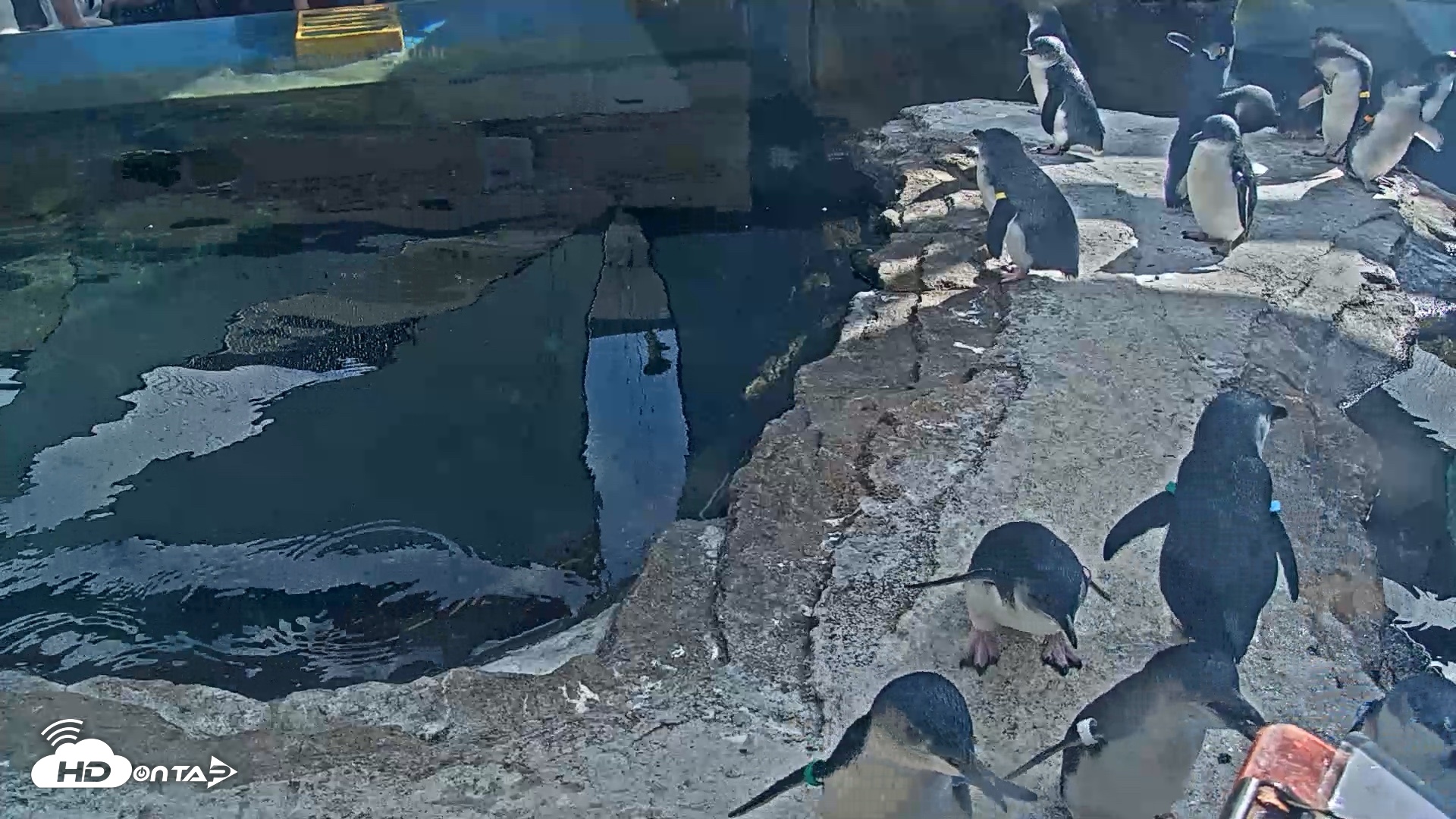 Snapshot of Birch Aquarium Penguin Exhibit Live Webcam taken Sep 22, 2026, 3:24pm PDT
