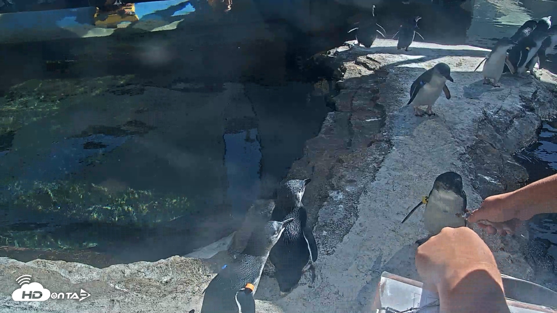 Snapshot of Birch Aquarium Penguin Exhibit Live Webcam taken Sep 3, 2026, 3:16pm PDT