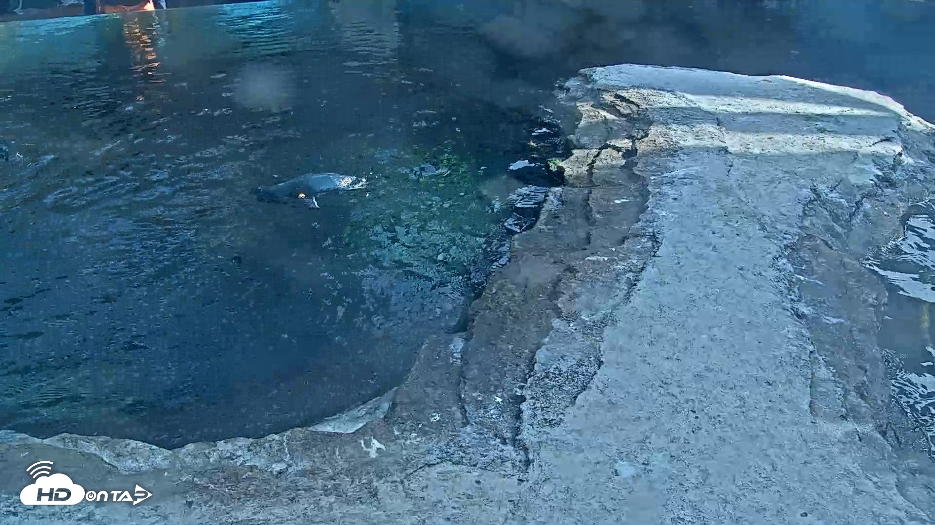Snapshot of Birch Aquarium Penguin Exhibit Live Webcam taken Sep 14, 2026, 4:05pm PDT