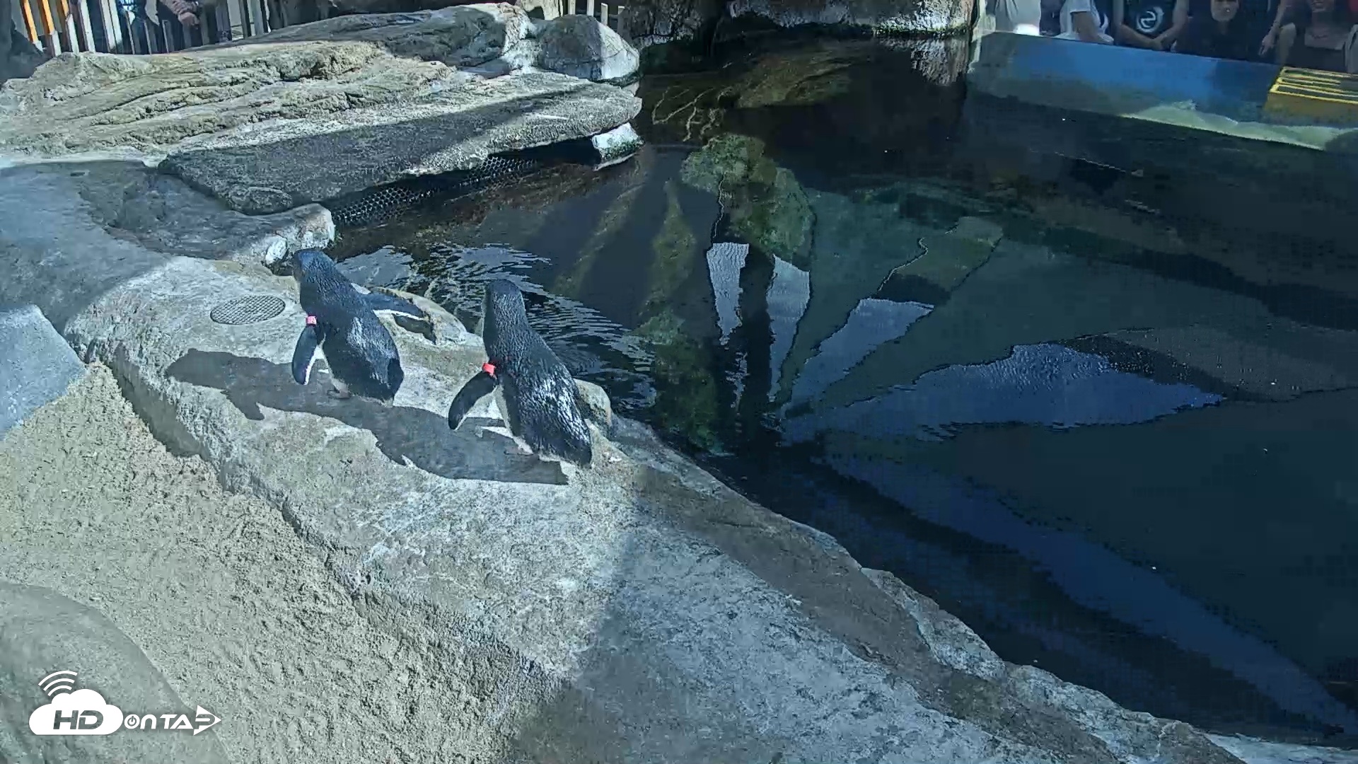 Snapshot of Birch Aquarium Penguin Exhibit Live Webcam taken Sep 22, 2026, 3:25pm PDT