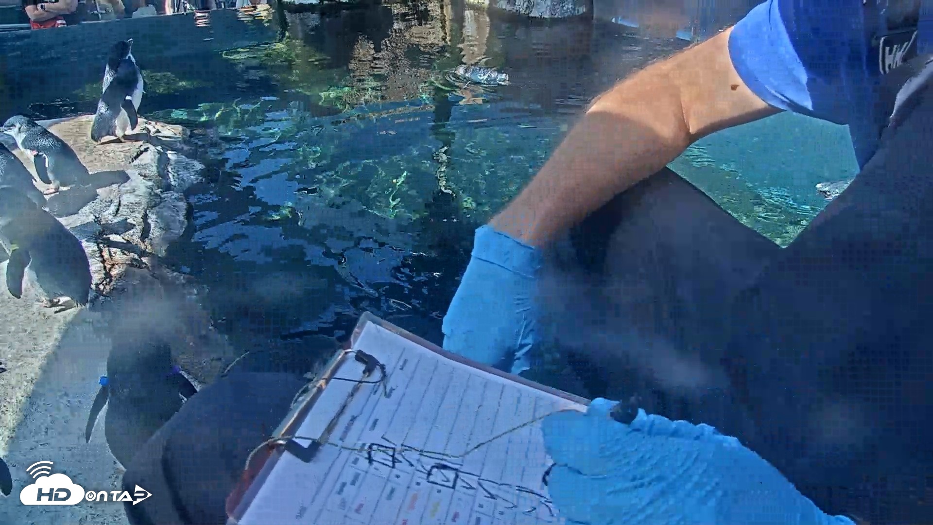 Snapshot of Birch Aquarium Penguin Exhibit Live Webcam taken Sep 4, 2026, 10:08am PDT