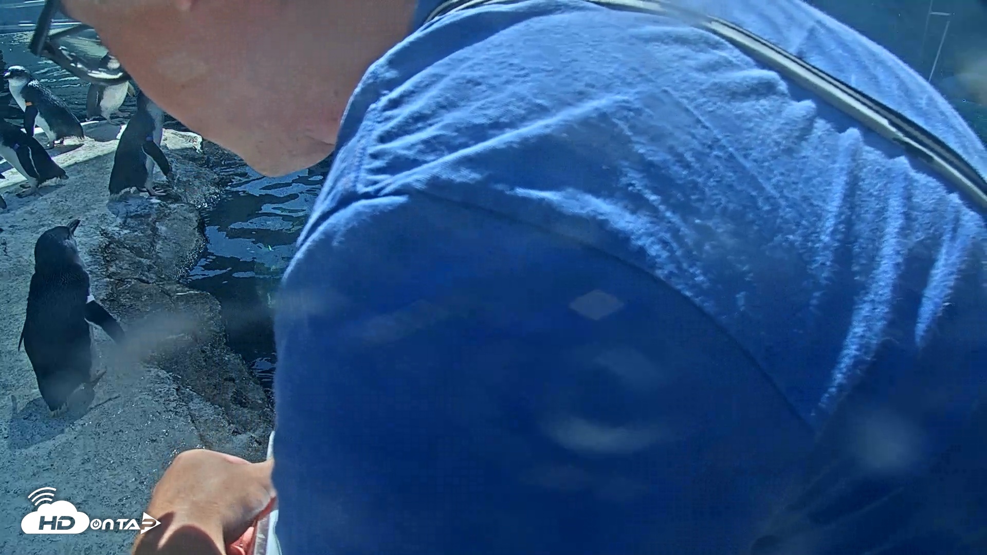 Snapshot of Birch Aquarium Penguin Exhibit Live Webcam taken Sep 3, 2026, 3:12pm PDT