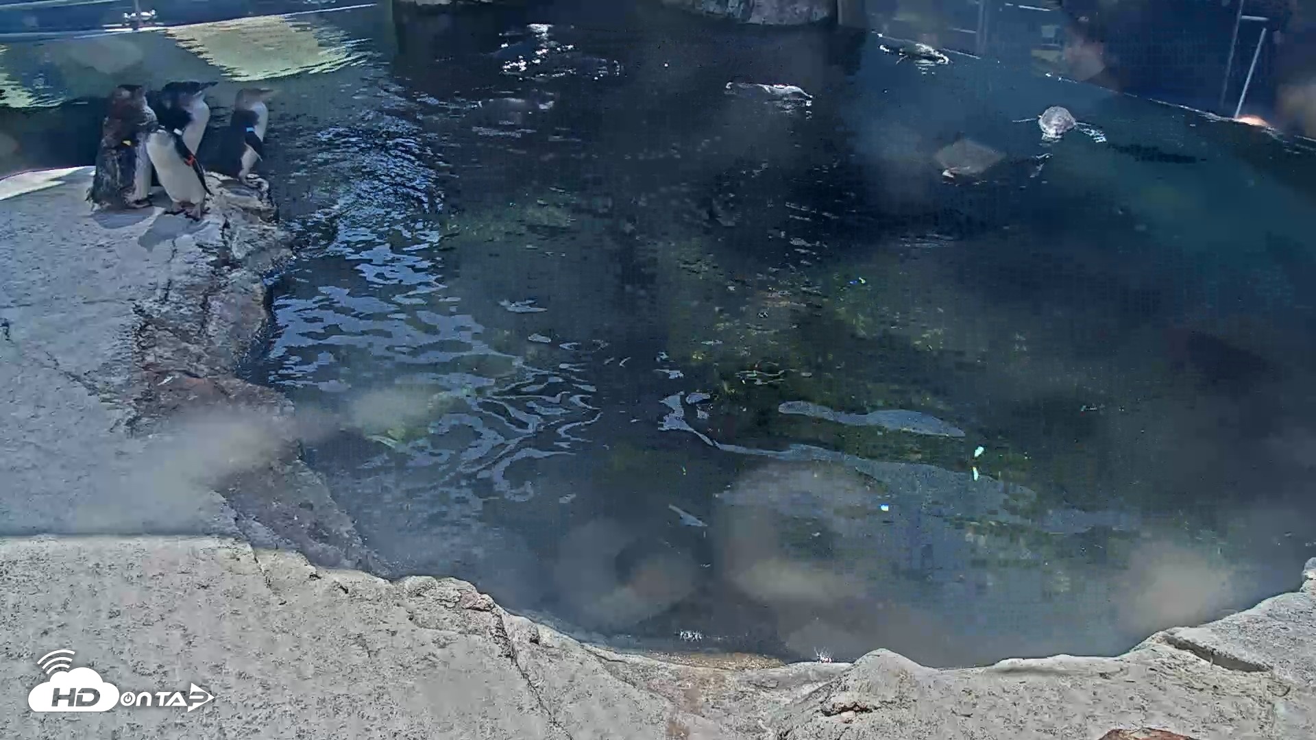 Snapshot of Birch Aquarium Penguin Exhibit Live Webcam taken Aug 17, 2026, 2:47pm PDT