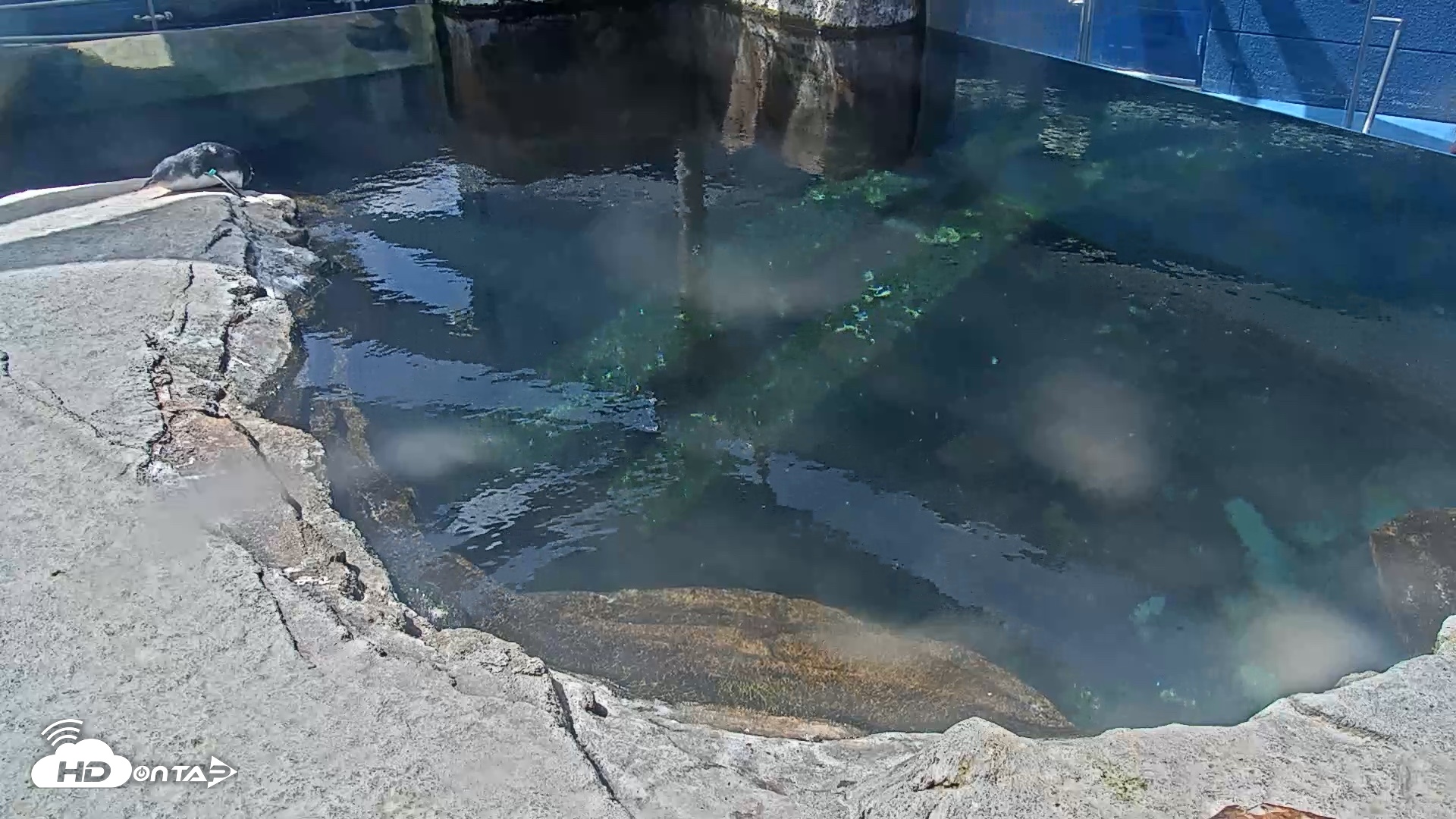 Snapshot of Birch Aquarium Penguin Exhibit Live Webcam taken Sep 15, 2026, 11:57am PDT