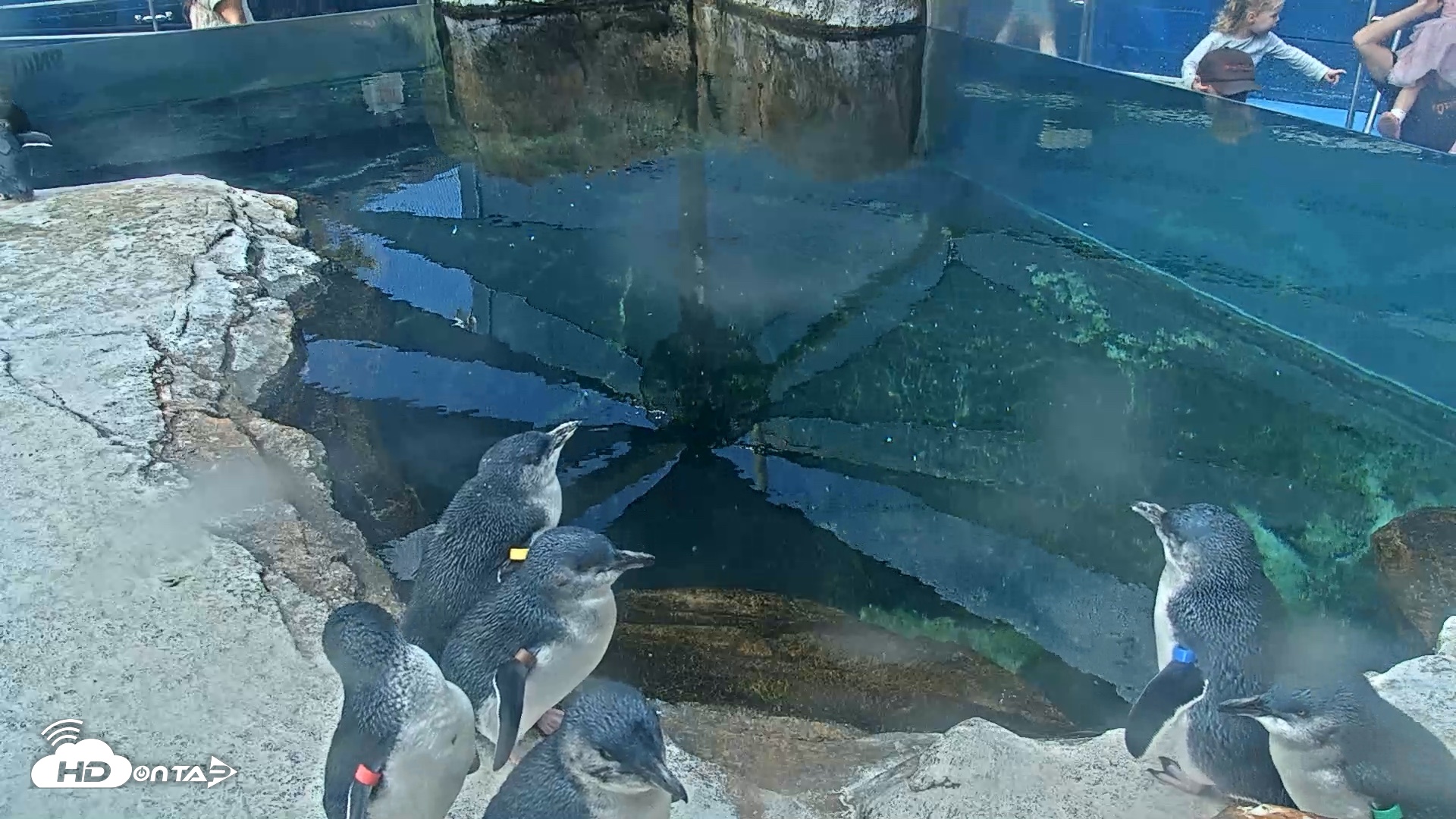 Snapshot of Birch Aquarium Penguin Exhibit Live Webcam taken Sep 7, 2026, 10:16am PDT