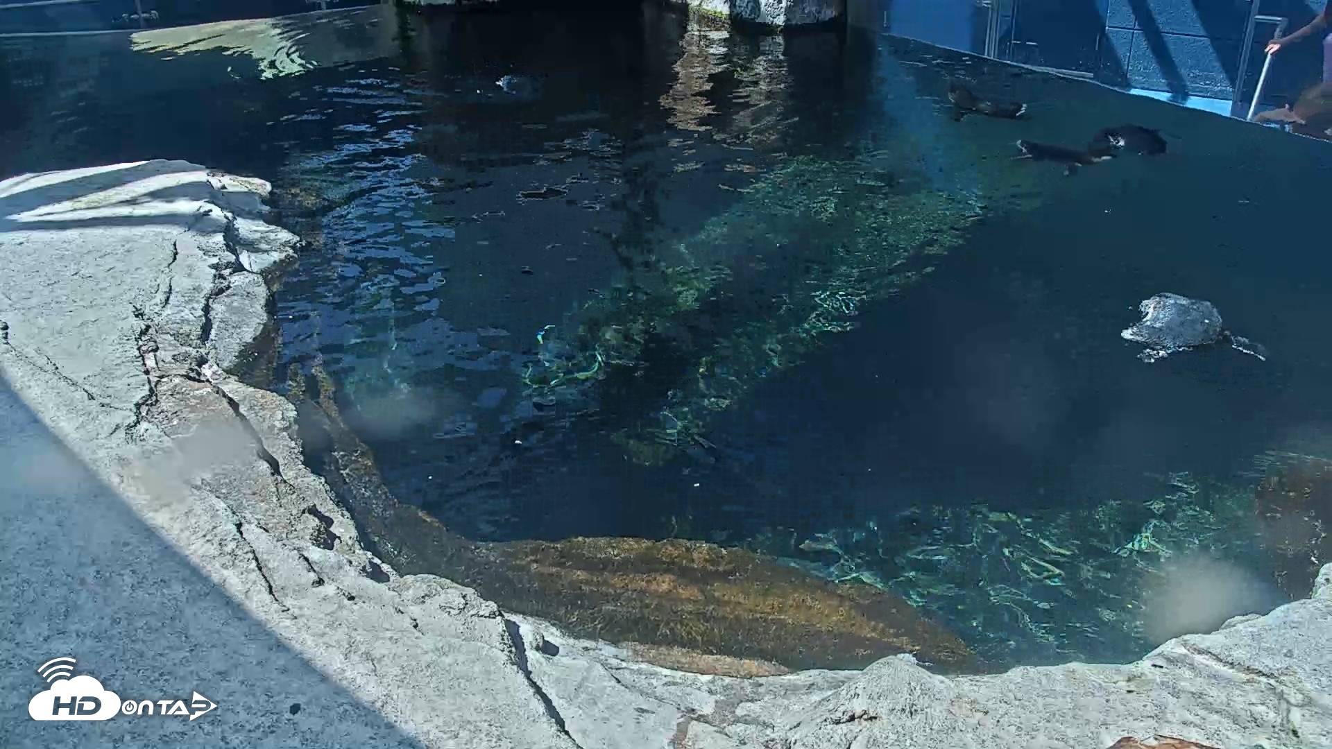 Snapshot of Birch Aquarium Penguin Exhibit Live Webcam taken Sep 22, 2026, 11:26am PDT
