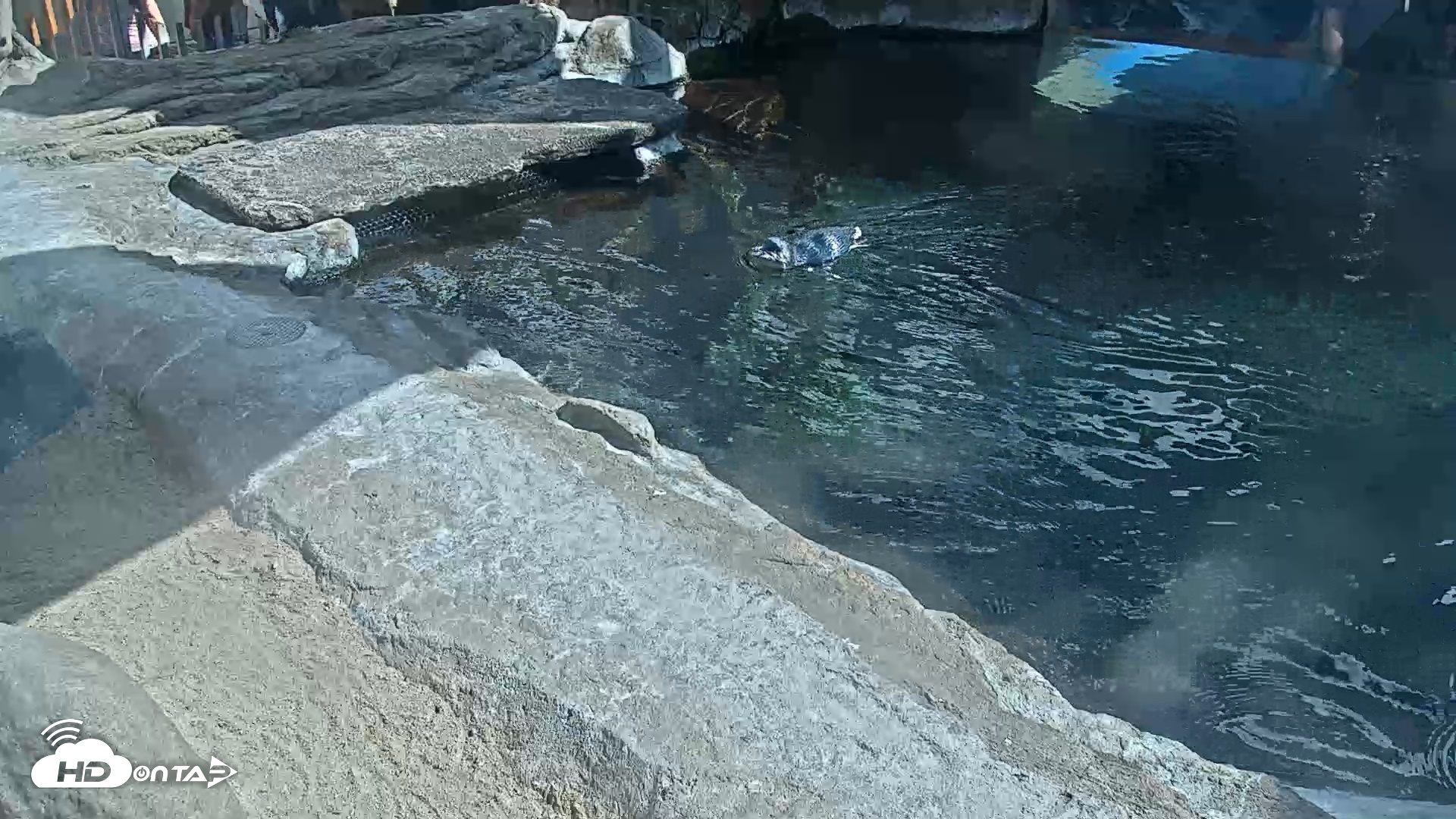Snapshot of Birch Aquarium Penguin Exhibit Live Webcam taken Sep 21, 2026, 2:44pm PDT