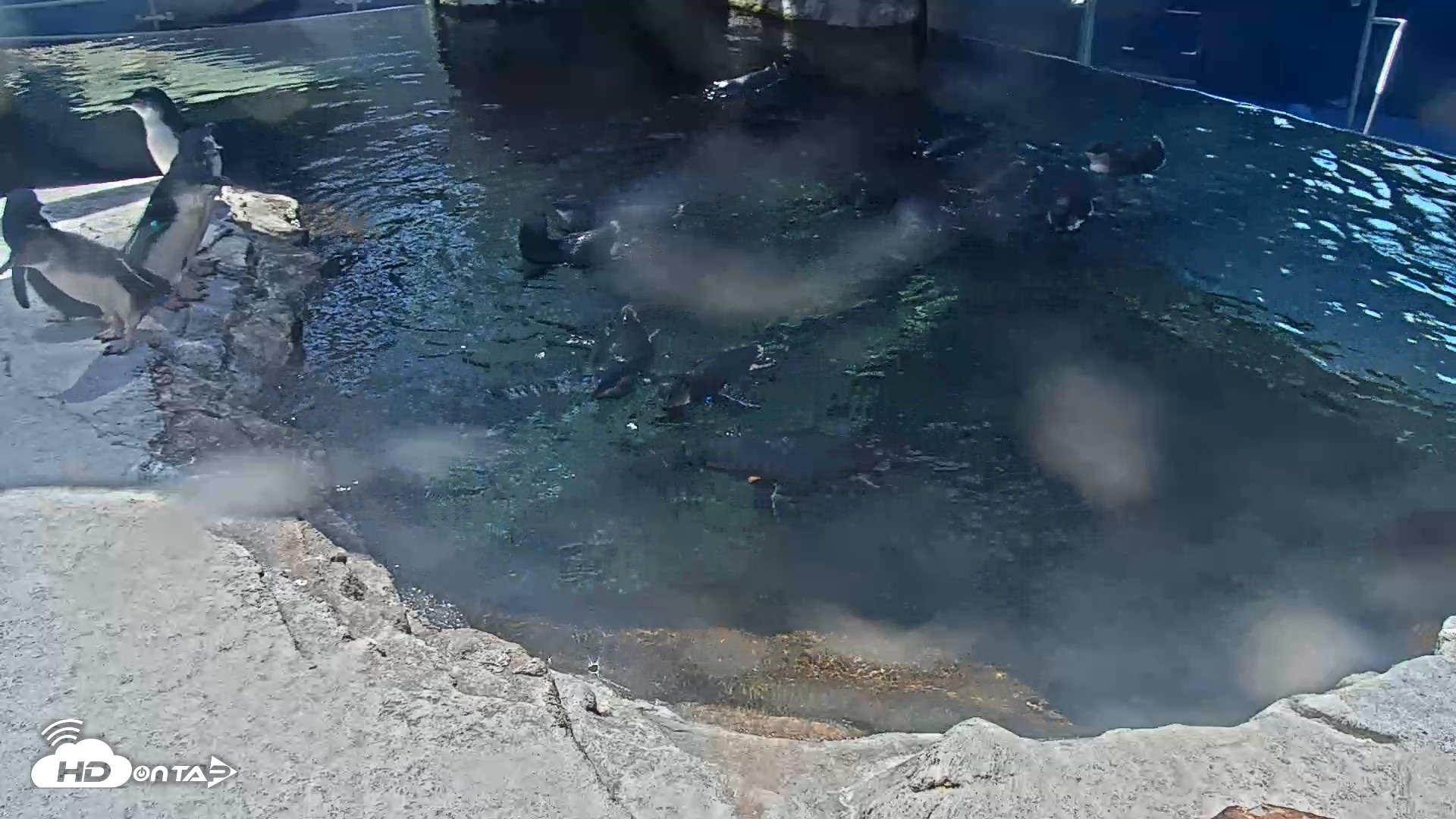 Snapshot of Birch Aquarium Penguin Exhibit Live Webcam taken Sep 11, 2026, 1:39pm PDT