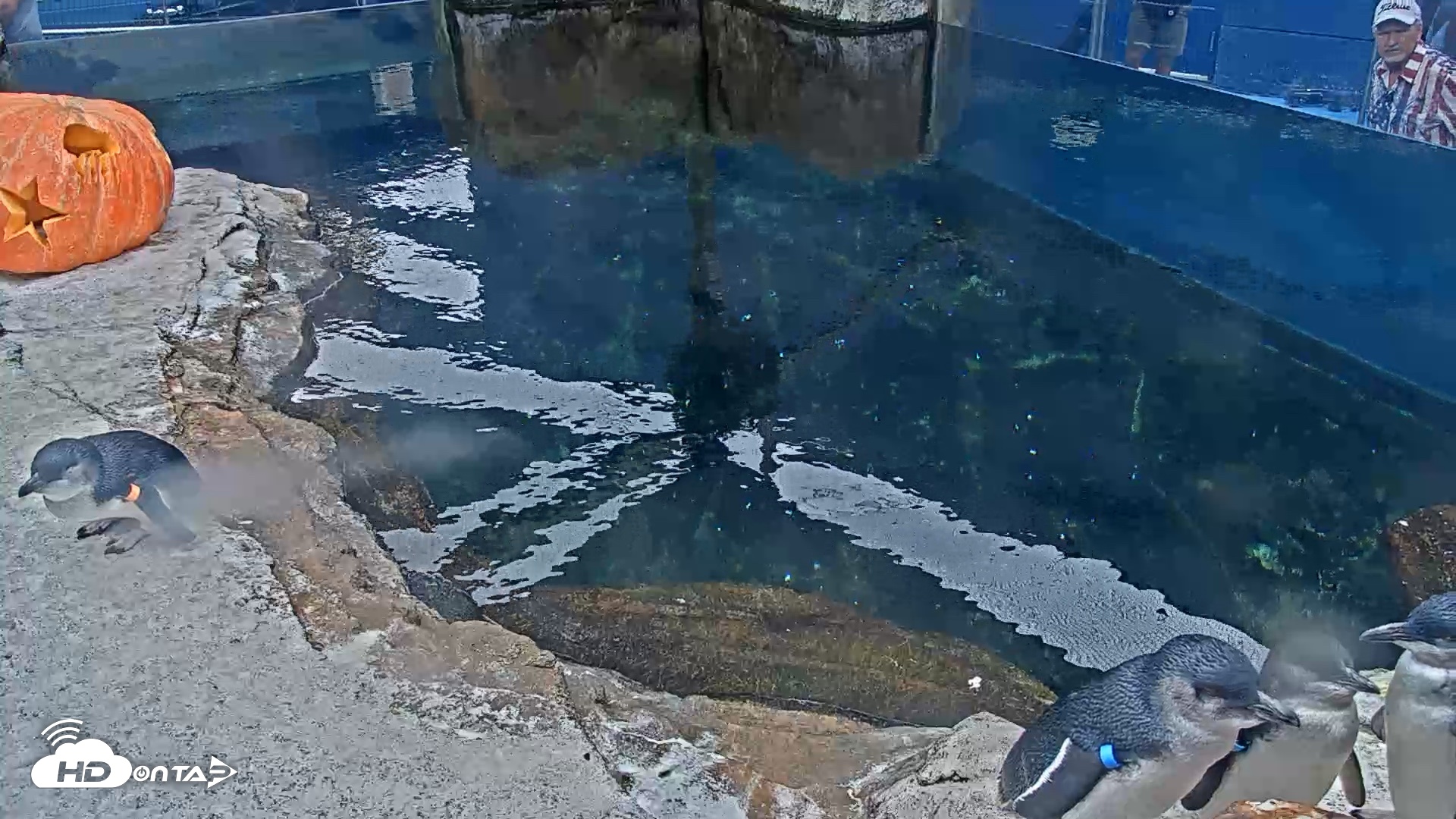 Snapshot of Birch Aquarium Penguin Exhibit Live Webcam taken Oct 23, 2026, 11:22am PDT