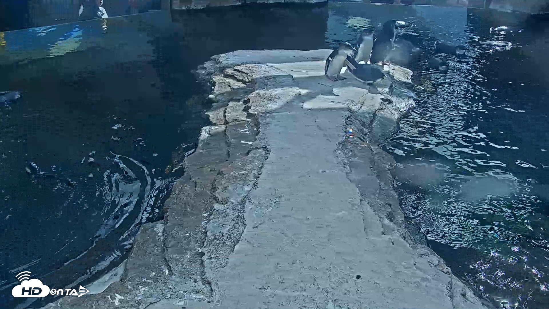 Snapshot of Birch Aquarium Penguin Exhibit Live Webcam taken Sep 22, 2026, 3:06pm PDT