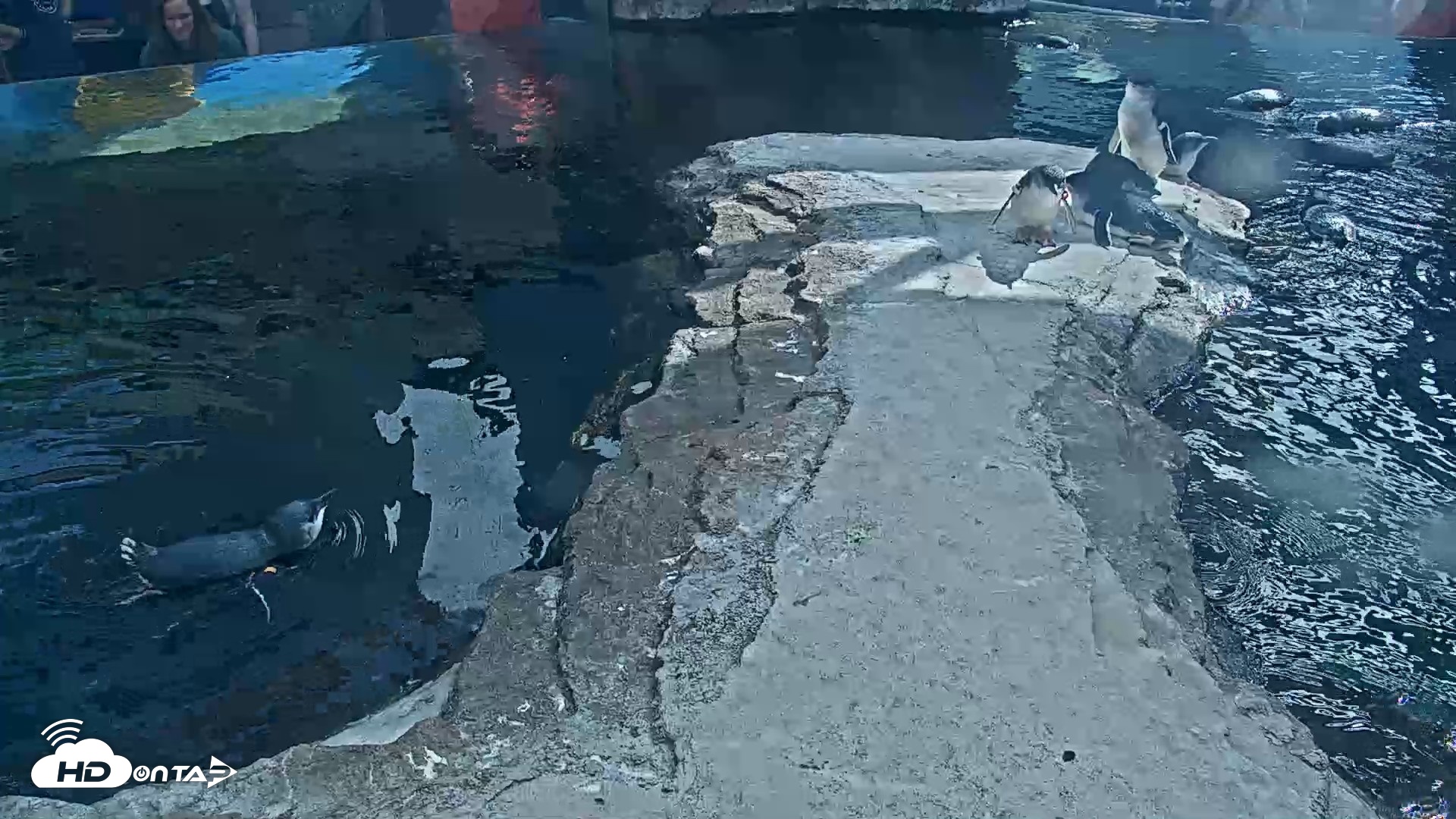 Snapshot of Birch Aquarium Penguin Exhibit Live Webcam taken Sep 22, 2026, 3:10pm PDT