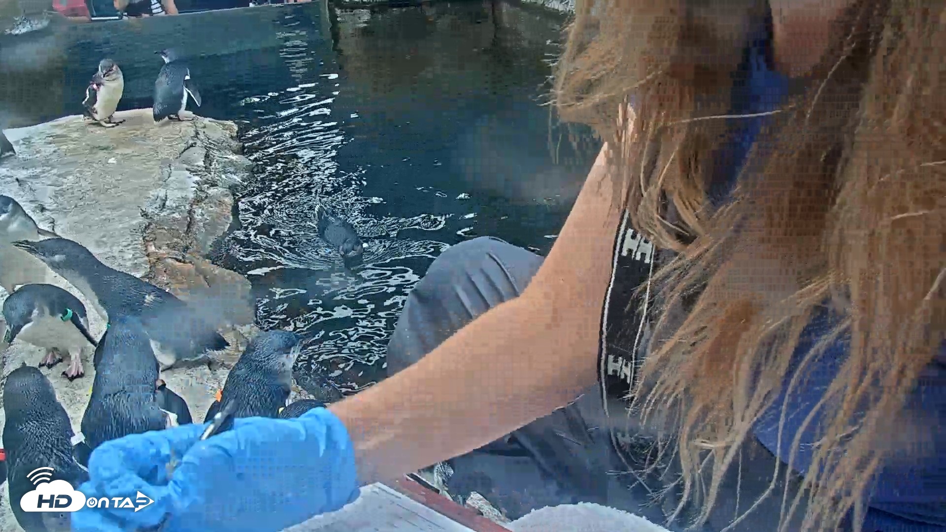 Snapshot of Birch Aquarium Penguin Exhibit Live Webcam taken Sep 15, 2026, 10:10am PDT