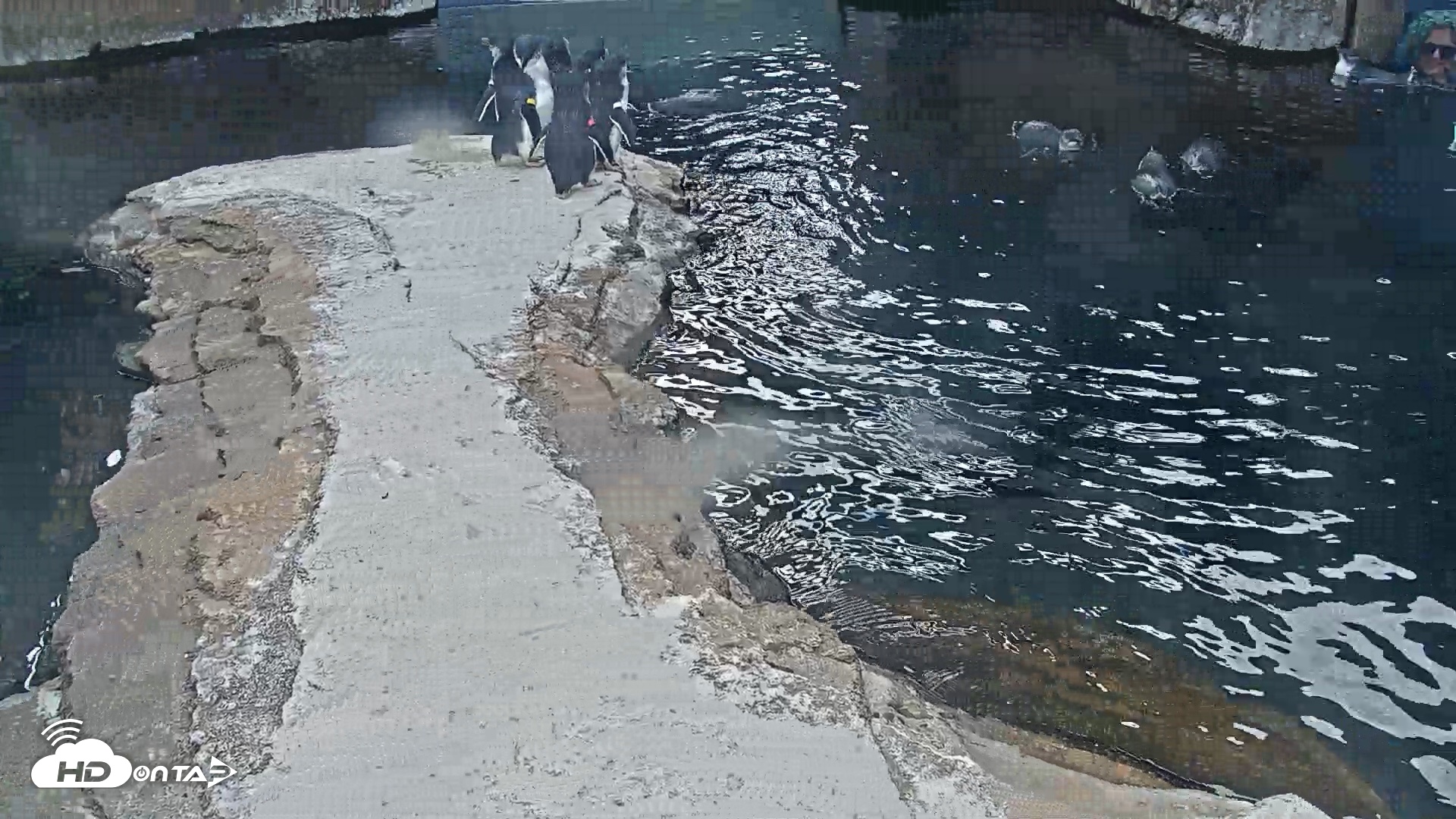 Snapshot of Birch Aquarium Penguin Exhibit Live Webcam taken Oct 12, 2026, 1:51pm PDT