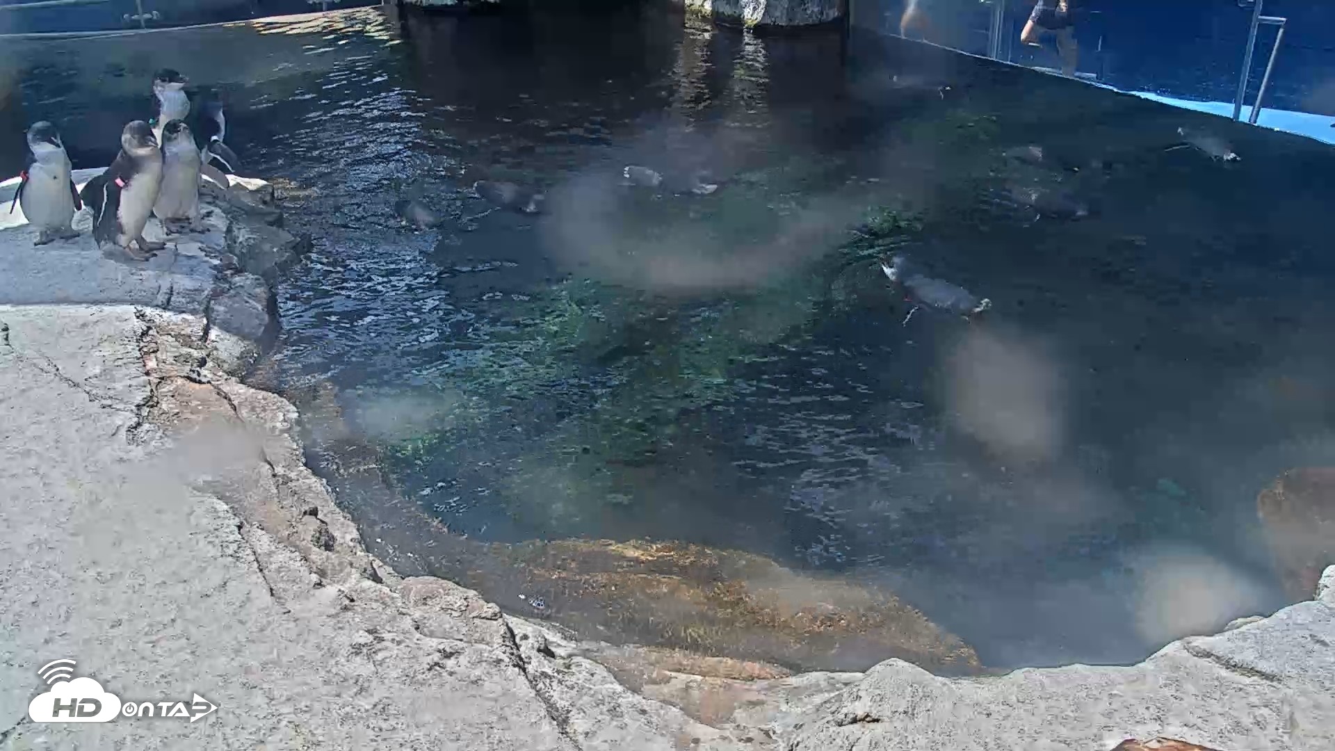 Snapshot of Birch Aquarium Penguin Exhibit Live Webcam taken Sep 10, 2026, 12:39pm PDT