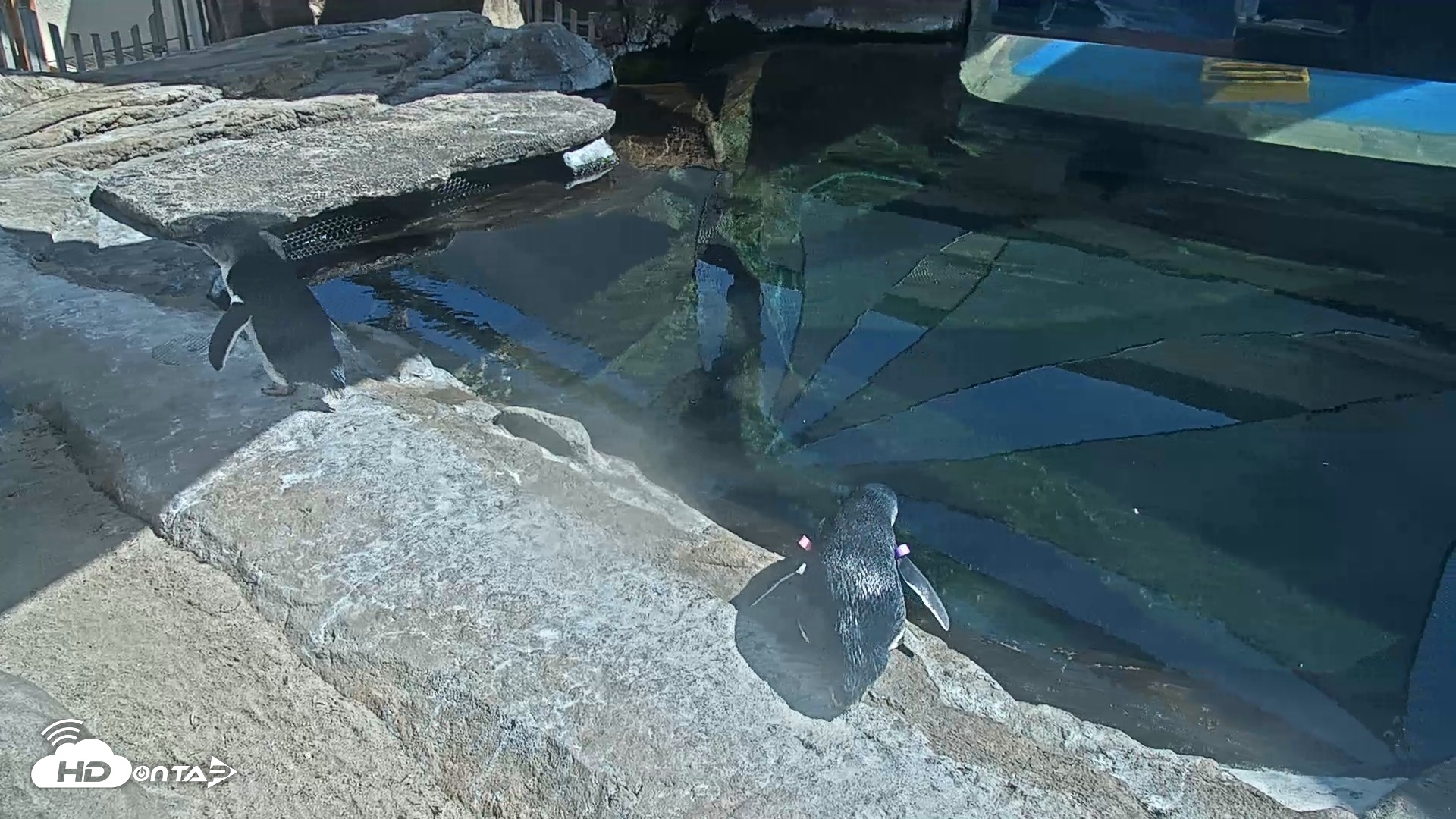 Snapshot of Birch Aquarium Penguin Exhibit Live Webcam taken Sep 1, 2026, 3:07pm PDT