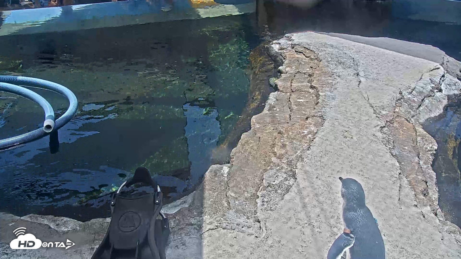 Snapshot of Birch Aquarium Penguin Exhibit Live Webcam taken Jul 21, 2026, 12:32pm PDT