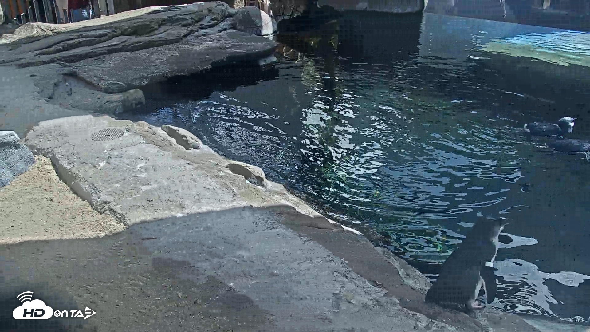 Snapshot of Birch Aquarium Penguin Exhibit Live Webcam taken Sep 23, 2026, 12:32pm PDT