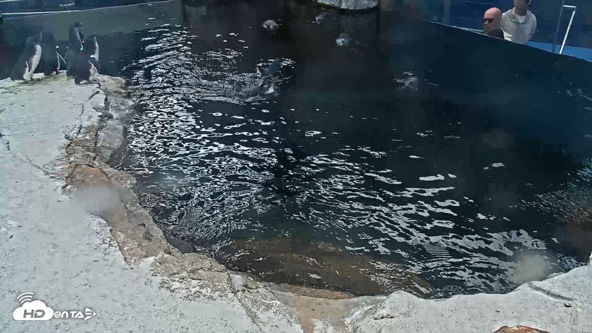 Snapshot of Birch Aquarium Penguin Exhibit Live Webcam taken Oct 12, 2026, 1:50pm PDT
