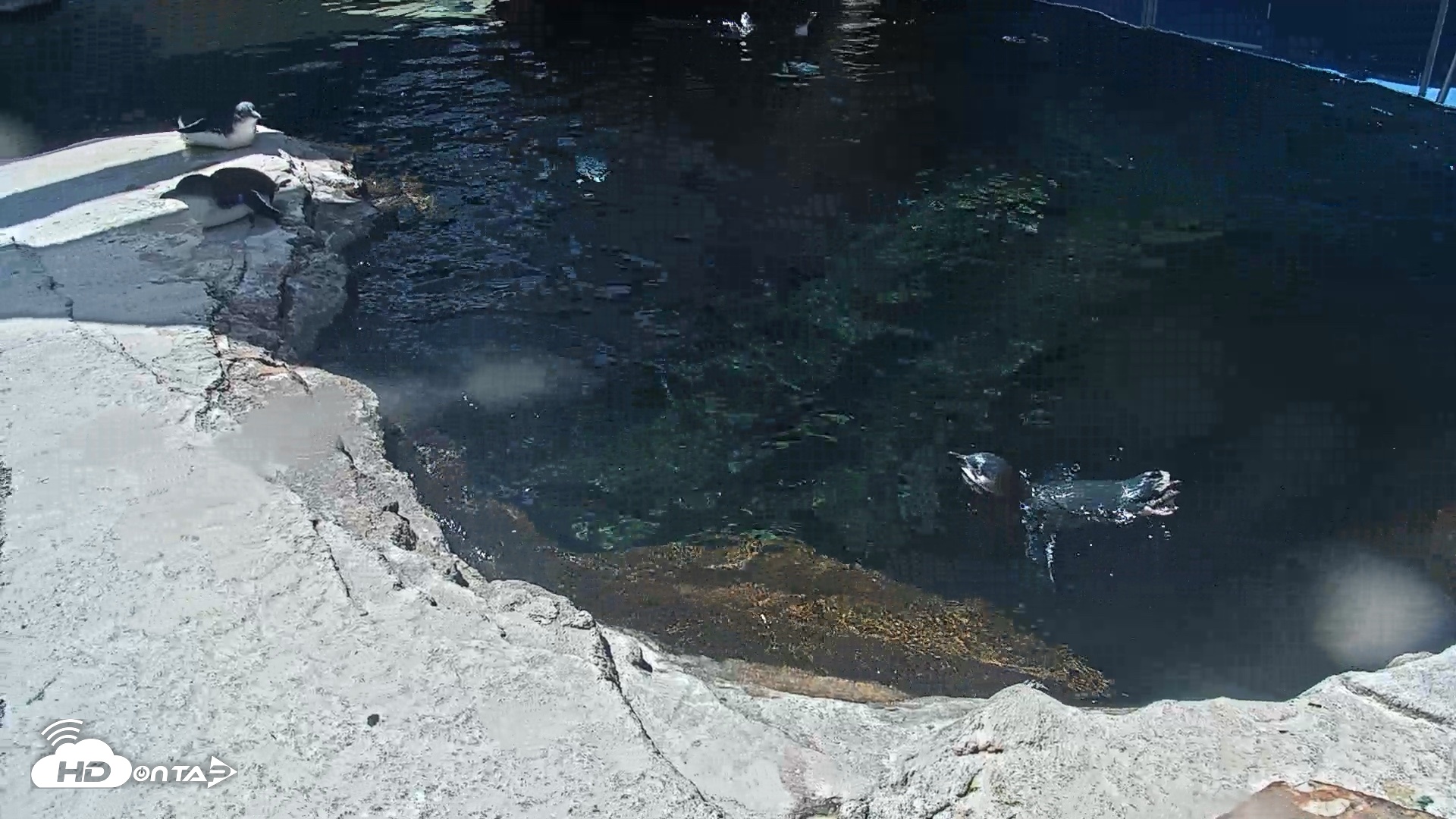 Snapshot of Birch Aquarium Penguin Exhibit Live Webcam taken Sep 22, 2026, 12:39pm PDT