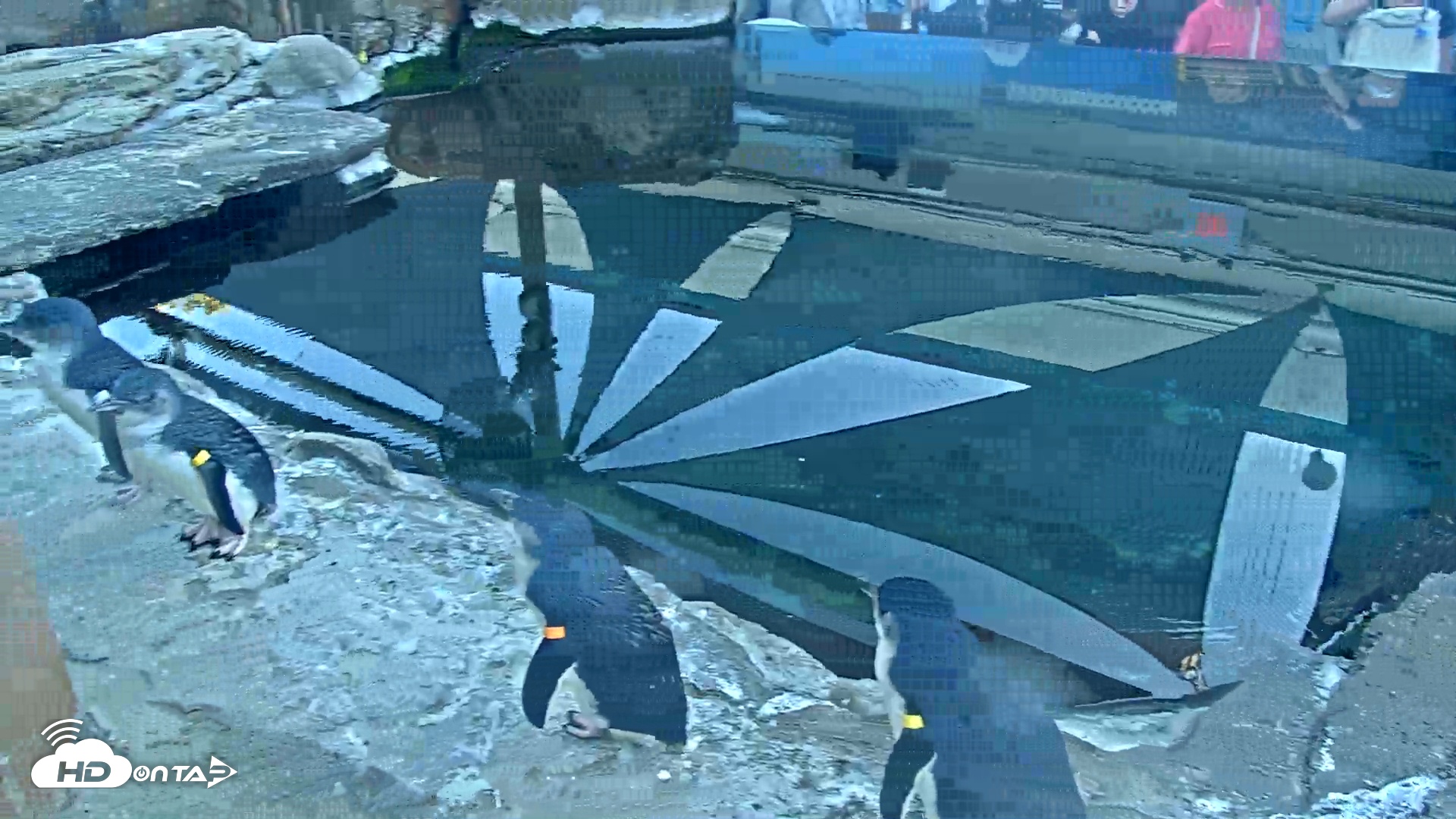 Snapshot of Birch Aquarium Penguin Exhibit Live Webcam taken Dec 27, 2025, 4:14pm PST