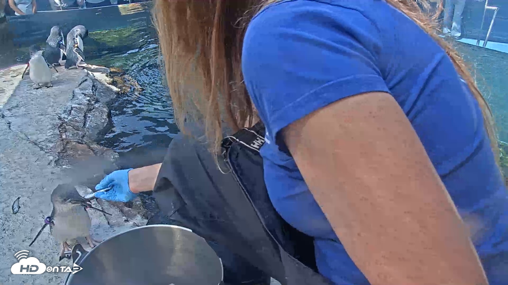 Snapshot of Birch Aquarium Penguin Exhibit Live Webcam taken Aug 12, 2026, 10:12am PDT
