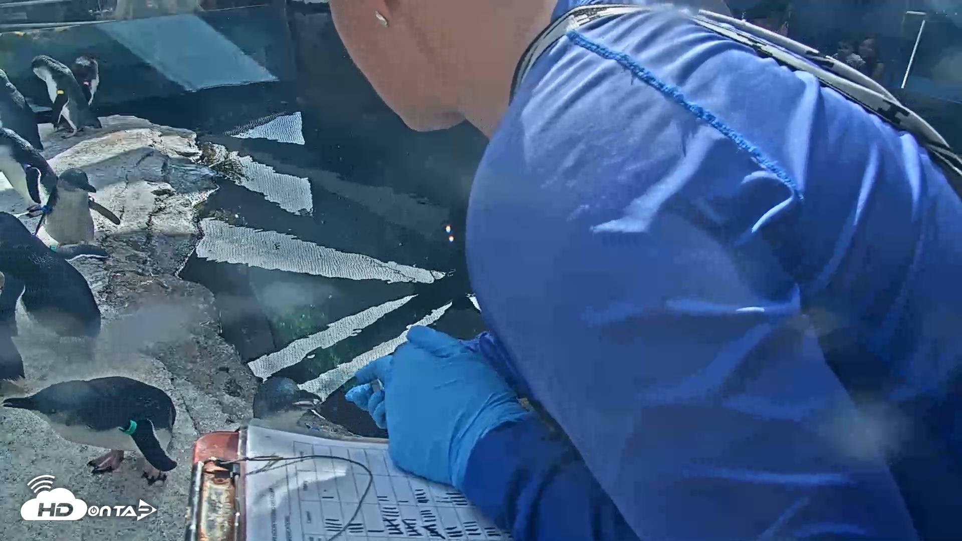 Snapshot of Birch Aquarium Penguin Exhibit Live Webcam taken Sep 22, 2026, 3:25pm PDT
