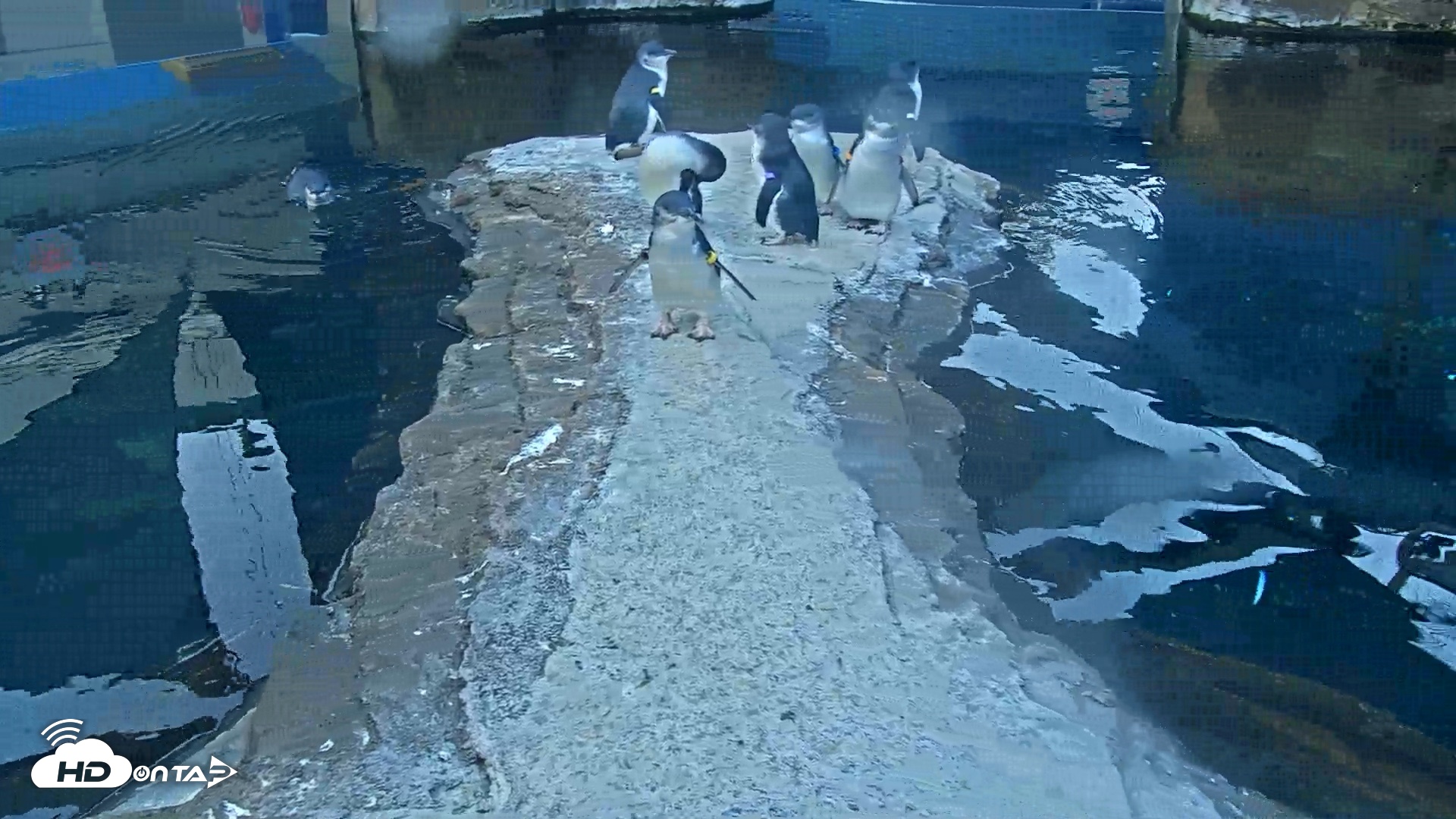 Snapshot of Birch Aquarium Penguin Exhibit Live Webcam taken Sep 25, 2026, 7:24am PDT