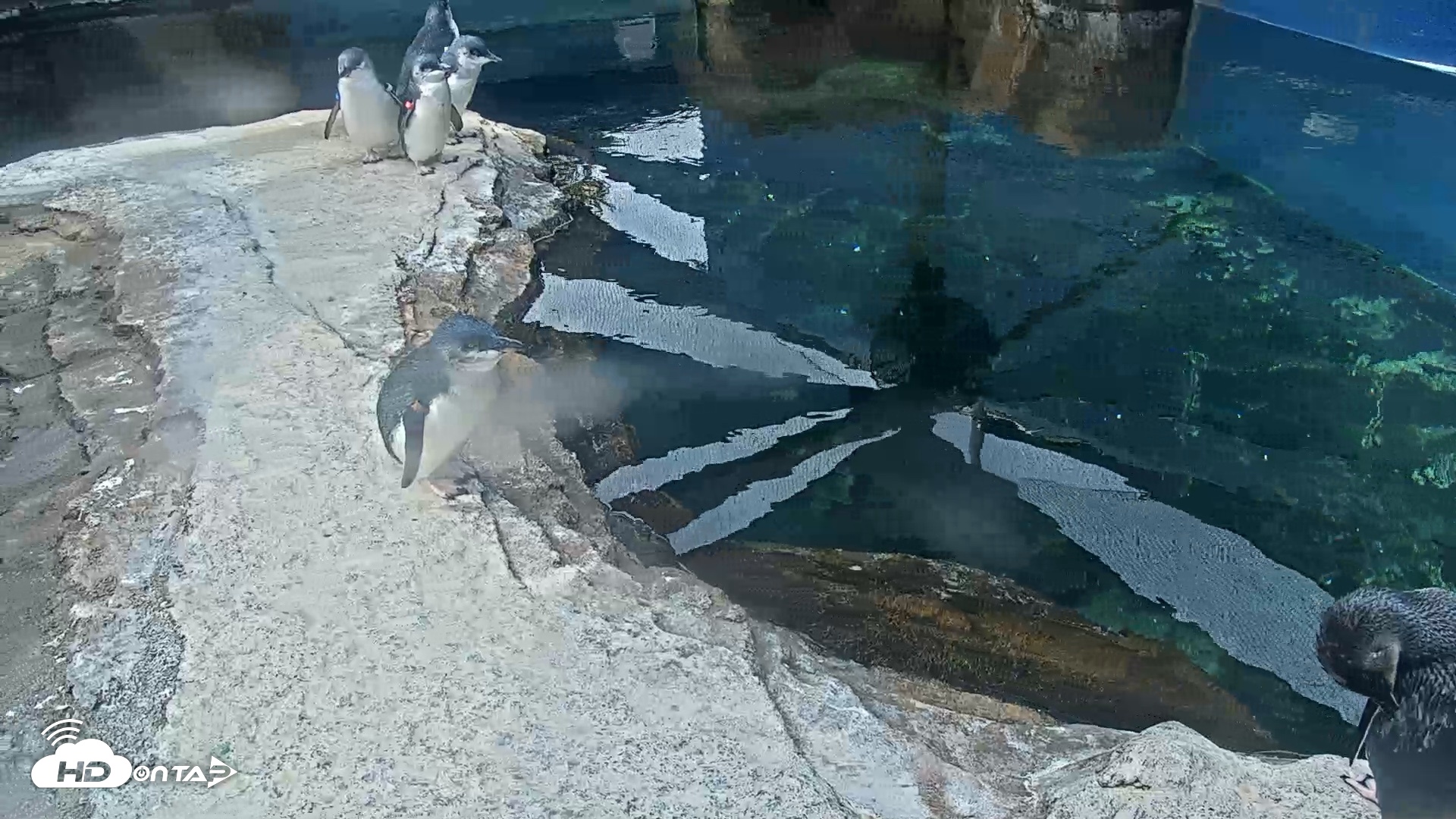 Snapshot of Birch Aquarium Penguin Exhibit Live Webcam taken Sep 27, 2026, 10:15am PDT