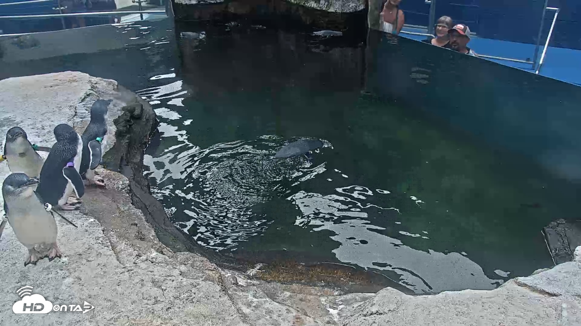 Snapshot of Birch Aquarium Penguin Exhibit taken Aug 26, 2025, 2:11pm PDT