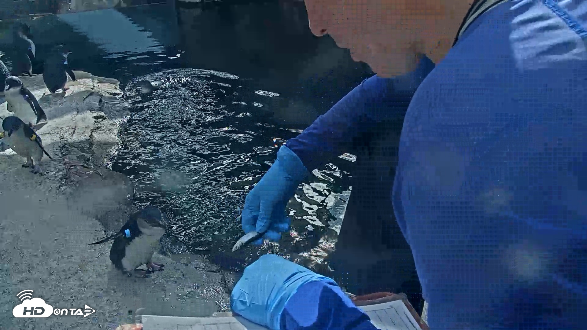 Snapshot of Birch Aquarium Penguin Exhibit Live Webcam taken Sep 22, 2026, 3:26pm PDT