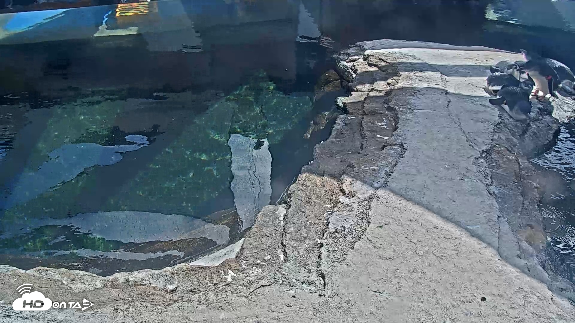 Snapshot of Birch Aquarium Penguin Exhibit Live Webcam taken Sep 22, 2026, 1:53pm PDT