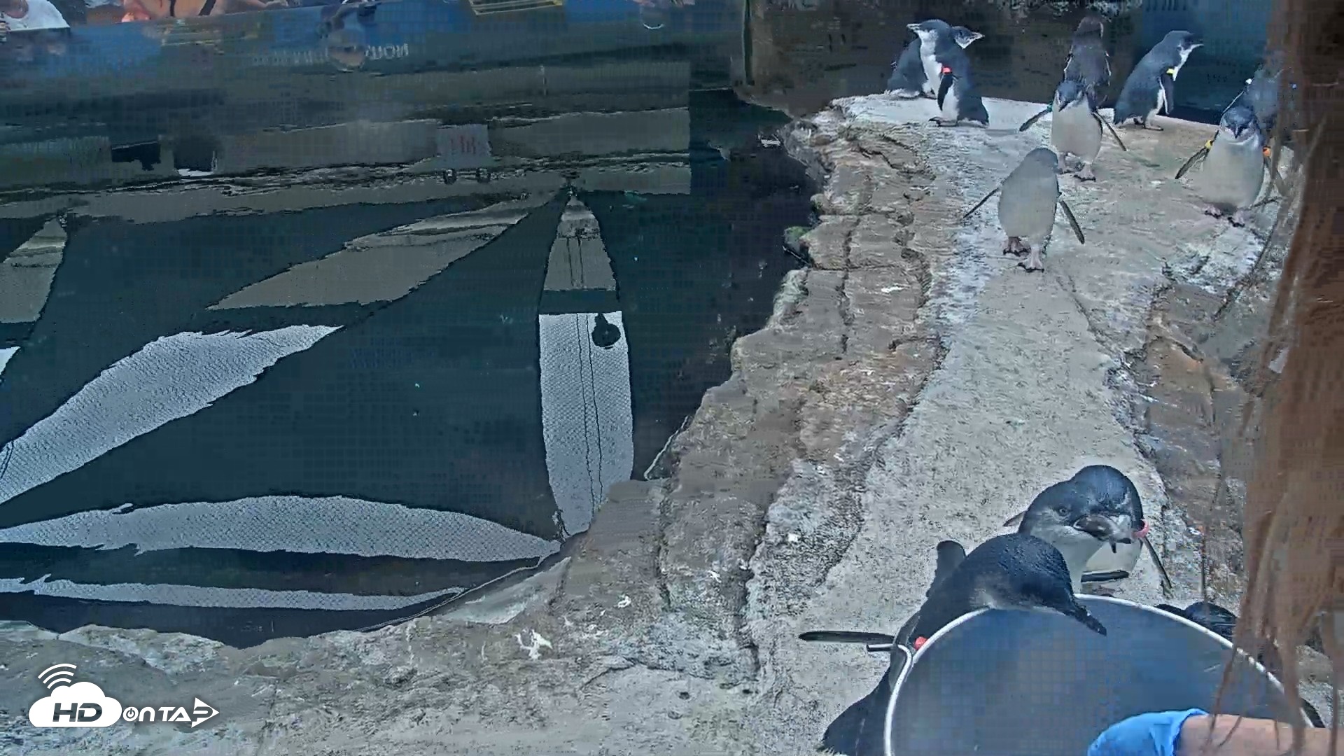 Snapshot of Birch Aquarium Penguin Exhibit Live Webcam taken Sep 15, 2026, 10:12am PDT