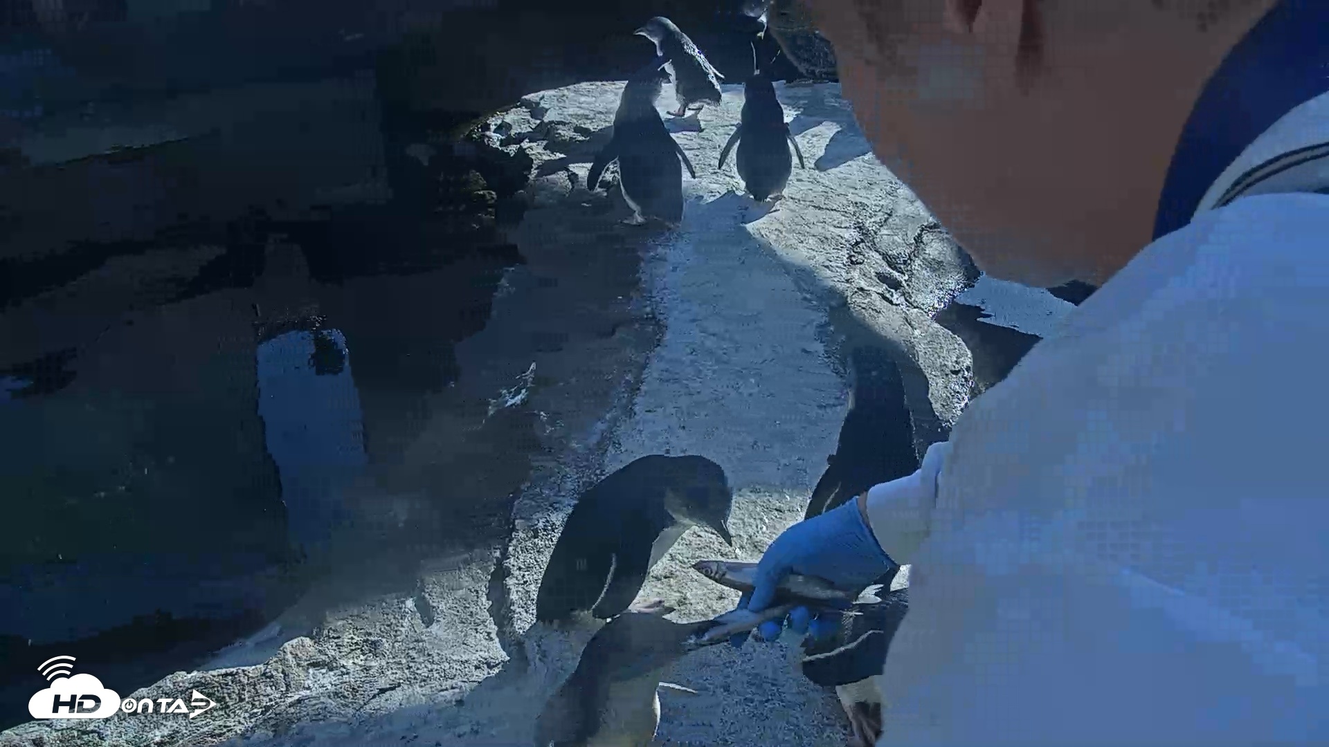 Snapshot of Birch Aquarium Penguin Exhibit Live Webcam taken Oct 26, 2026, 3:37pm PDT