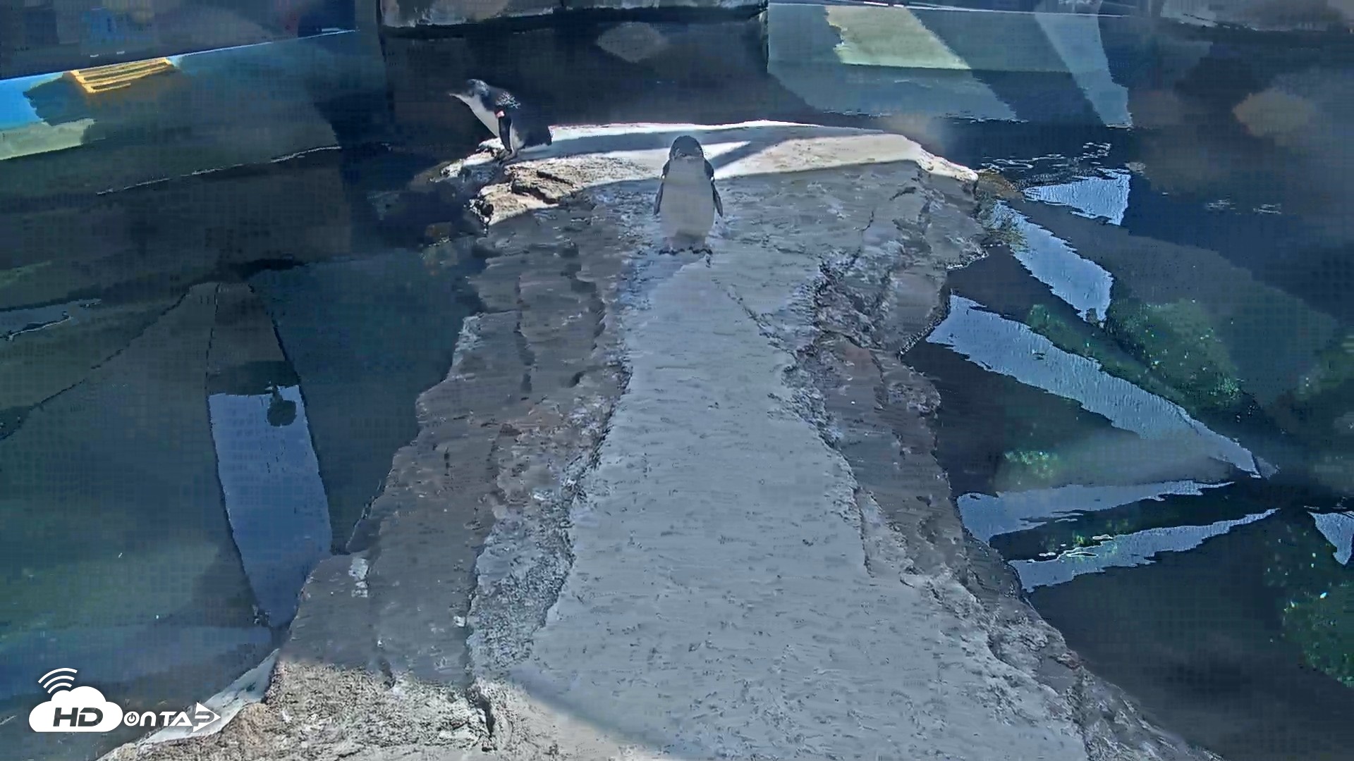 Snapshot of Birch Aquarium Penguin Exhibit Live Webcam taken Sep 1, 2026, 3:06pm PDT