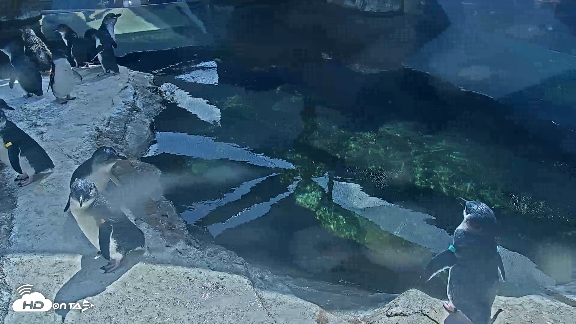 Snapshot of Birch Aquarium Penguin Exhibit Live Webcam taken Aug 12, 2026, 3:08pm PDT