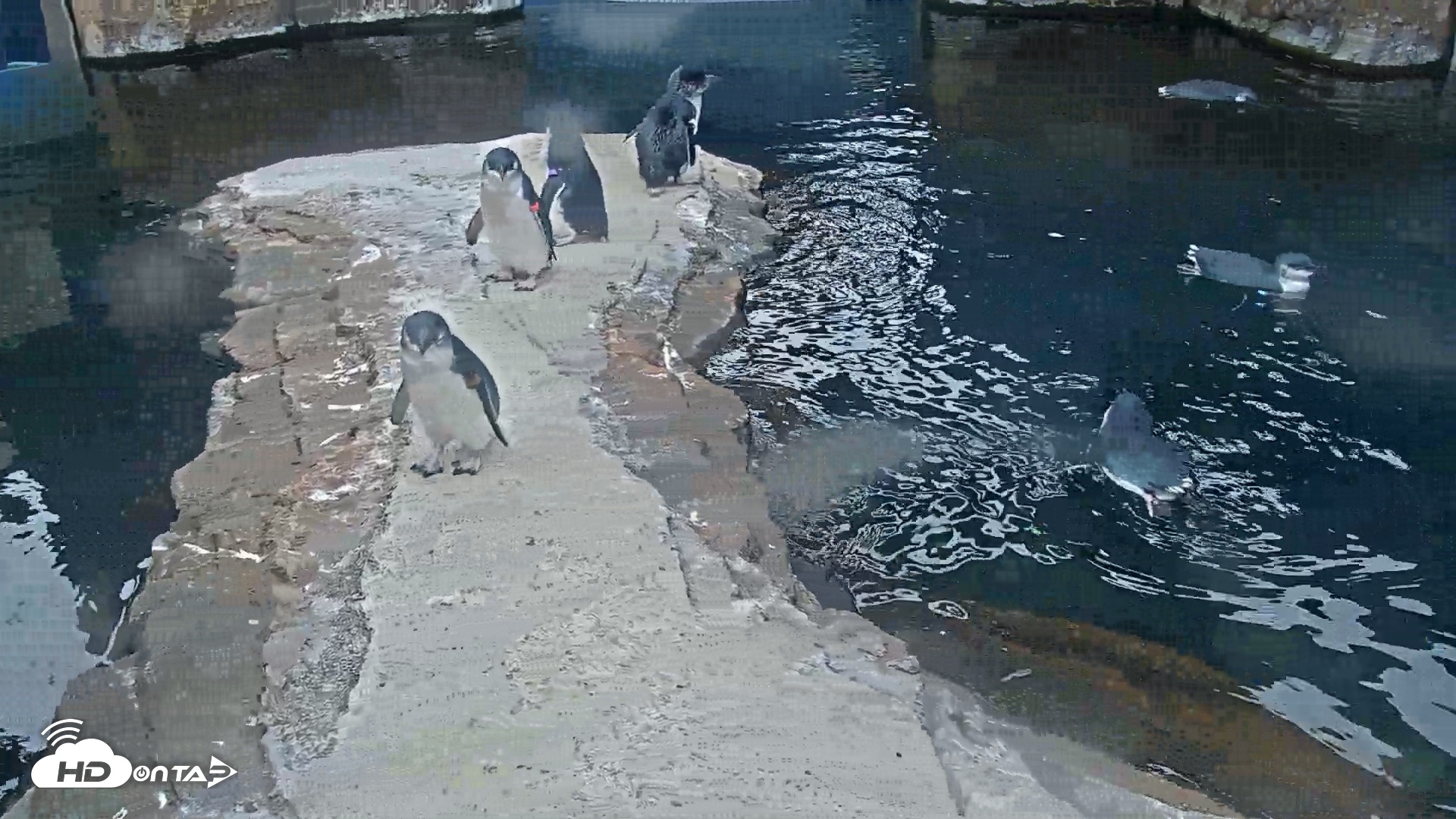 Snapshot of Birch Aquarium Penguin Exhibit Live Webcam taken Sep 20, 2026, 8:29am PDT