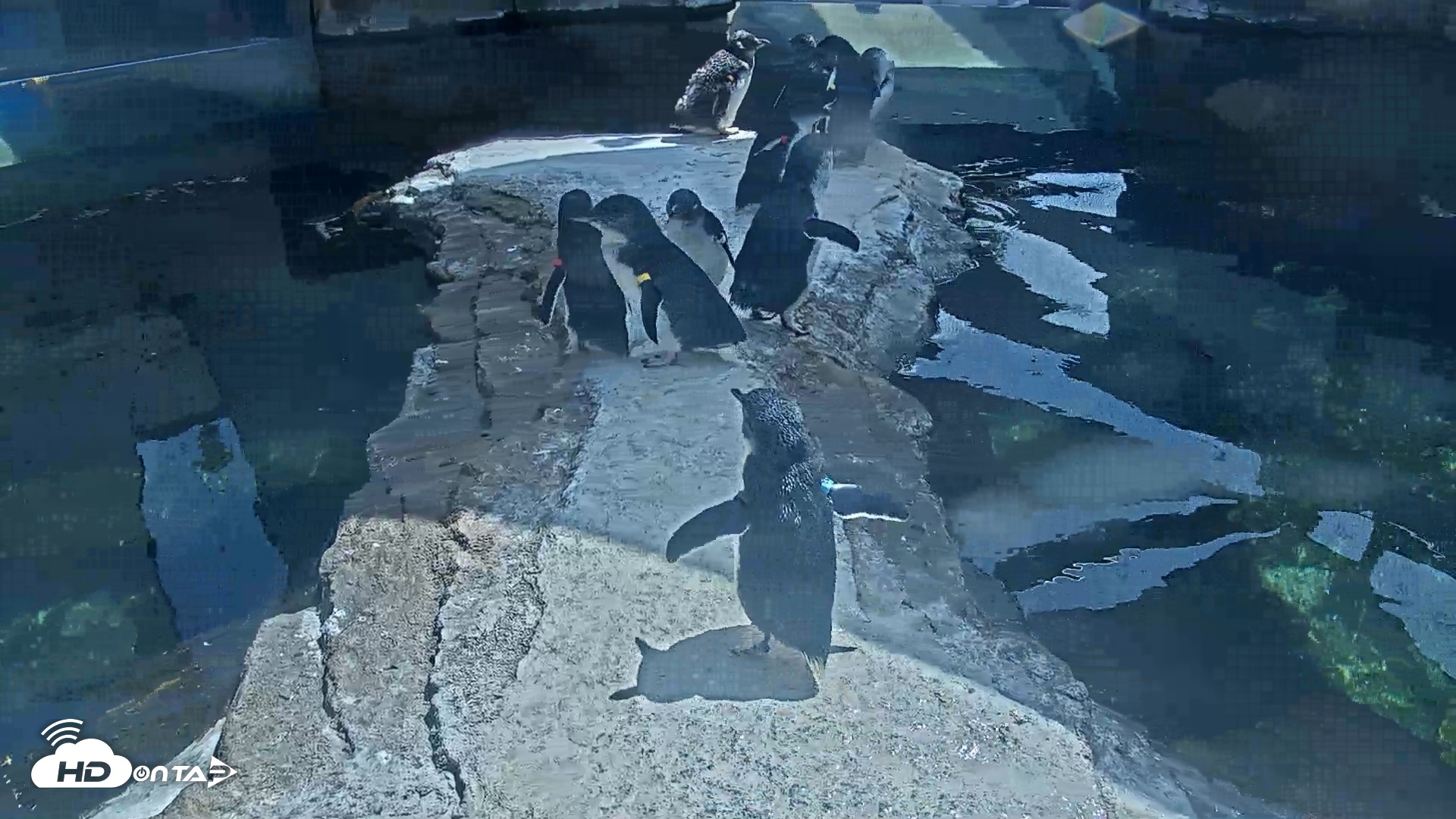 Snapshot of Birch Aquarium Penguin Exhibit Live Webcam taken Aug 12, 2026, 3:08pm PDT