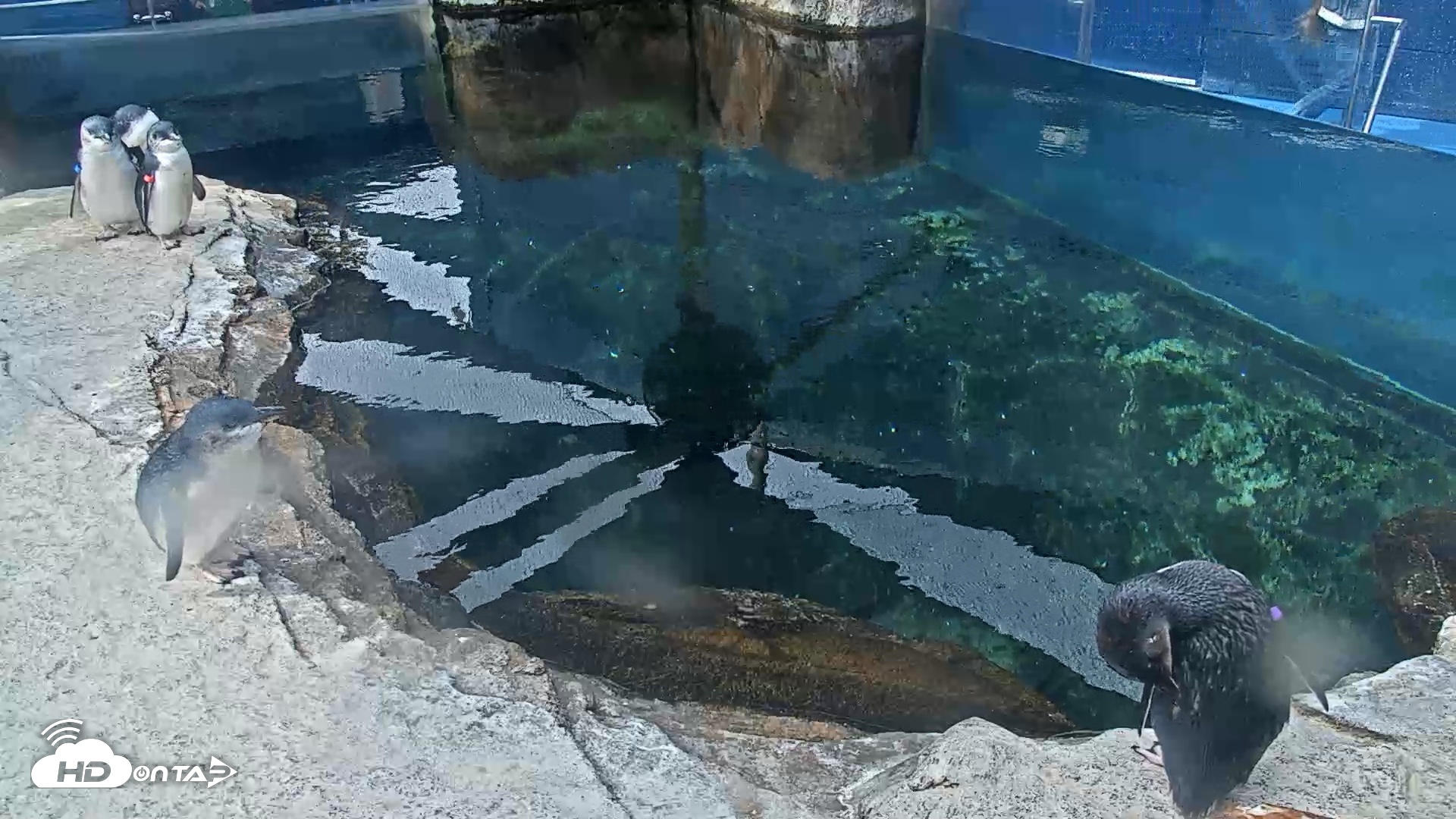Snapshot of Birch Aquarium Penguin Exhibit Live Webcam taken Sep 27, 2026, 10:15am PDT